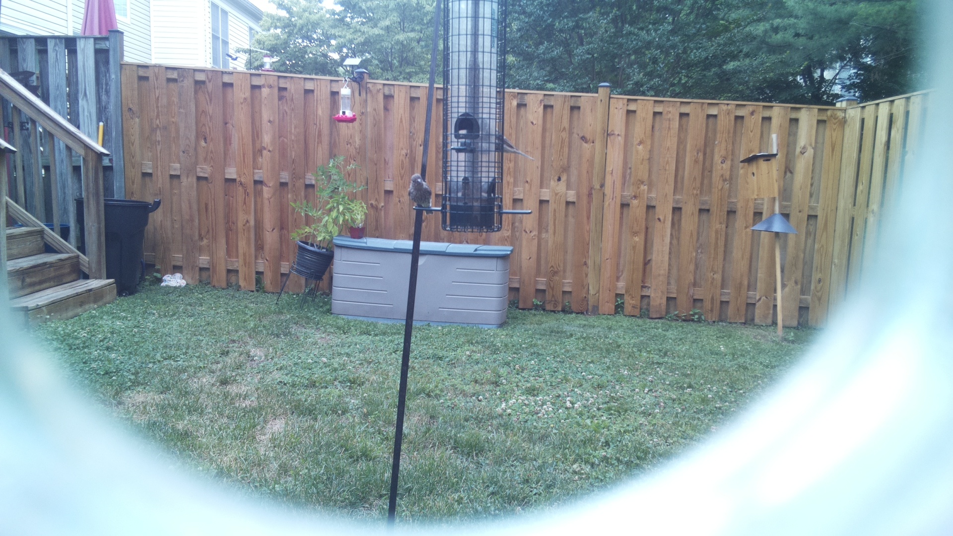 Unknown Bird