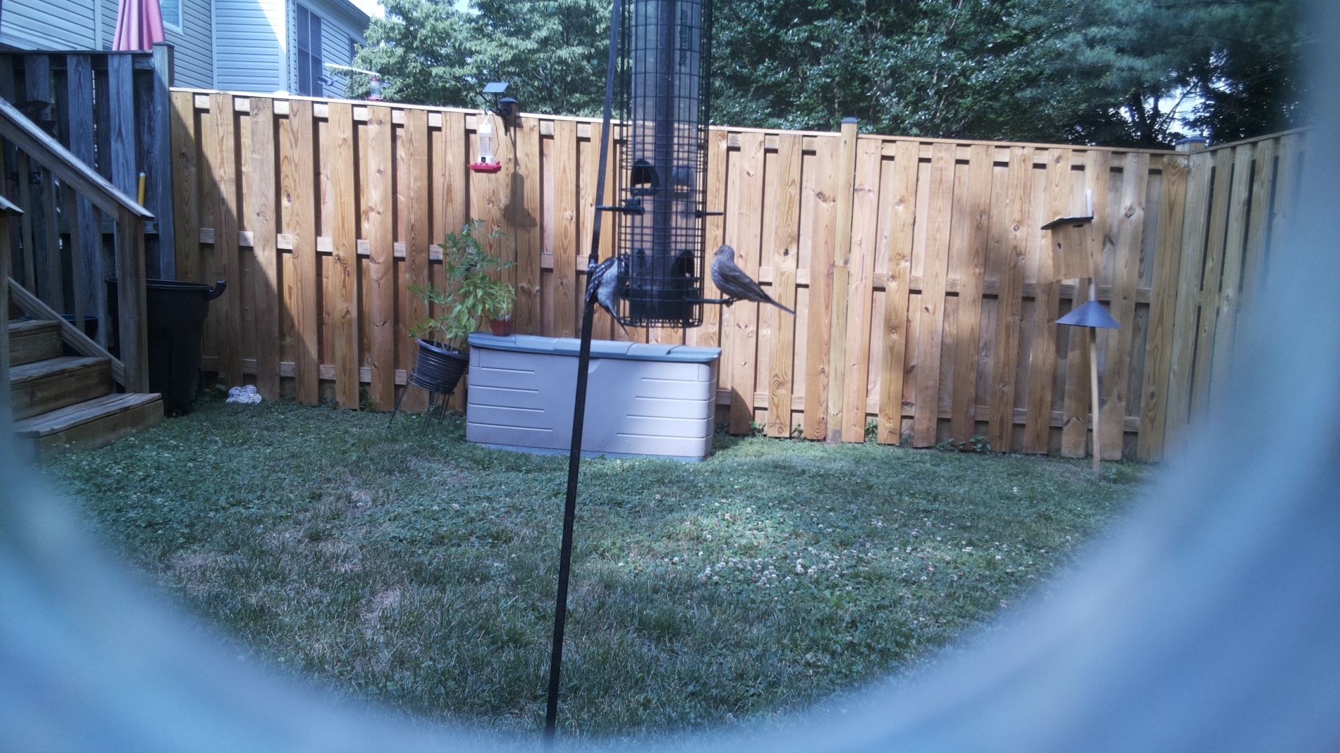 Likely Blackbird/Grackle