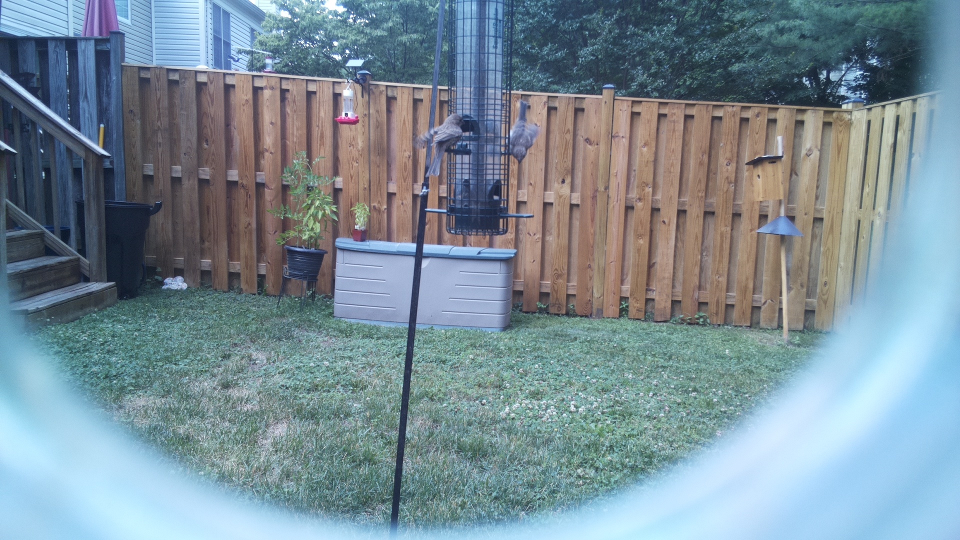 Likely Chickadee/Titmouse