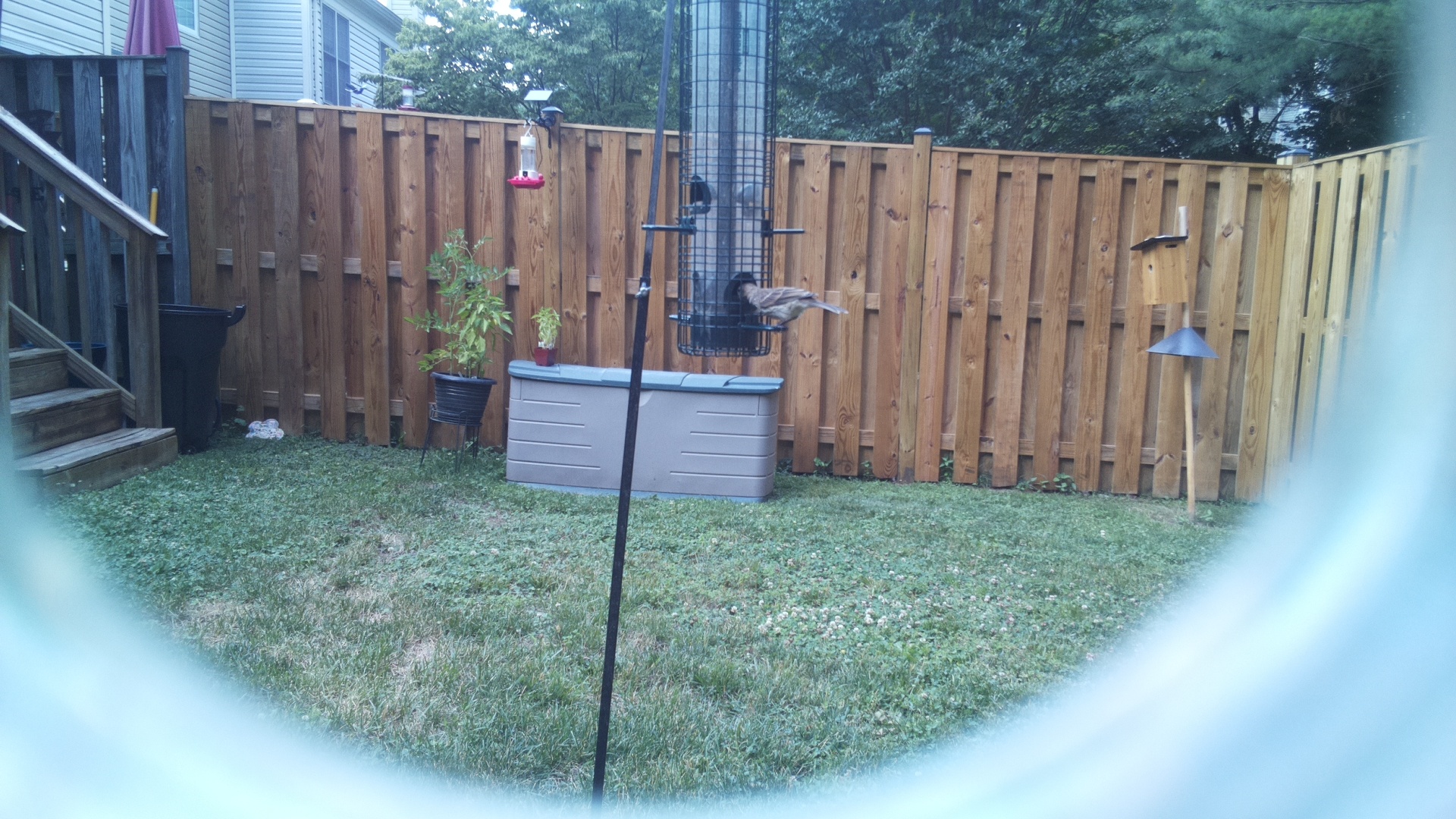 Unknown Bird