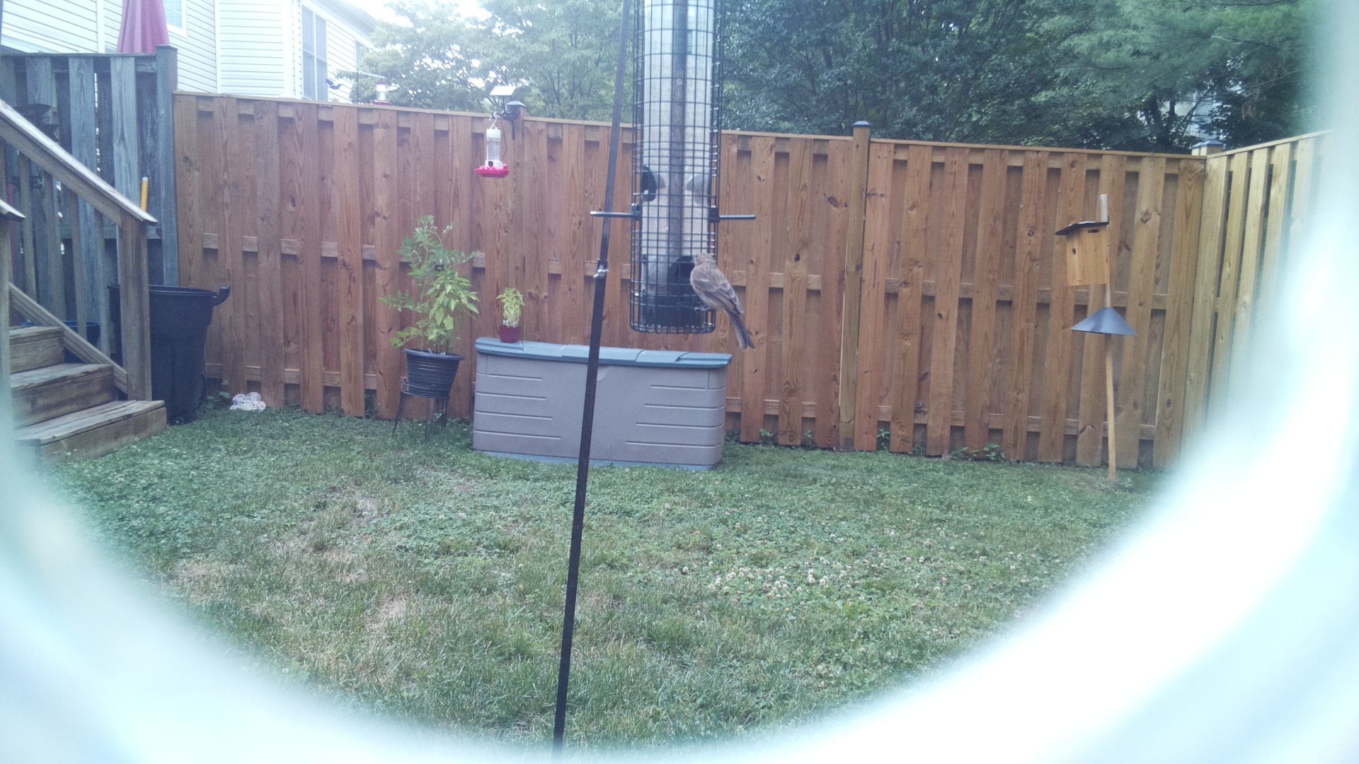 Unknown Bird