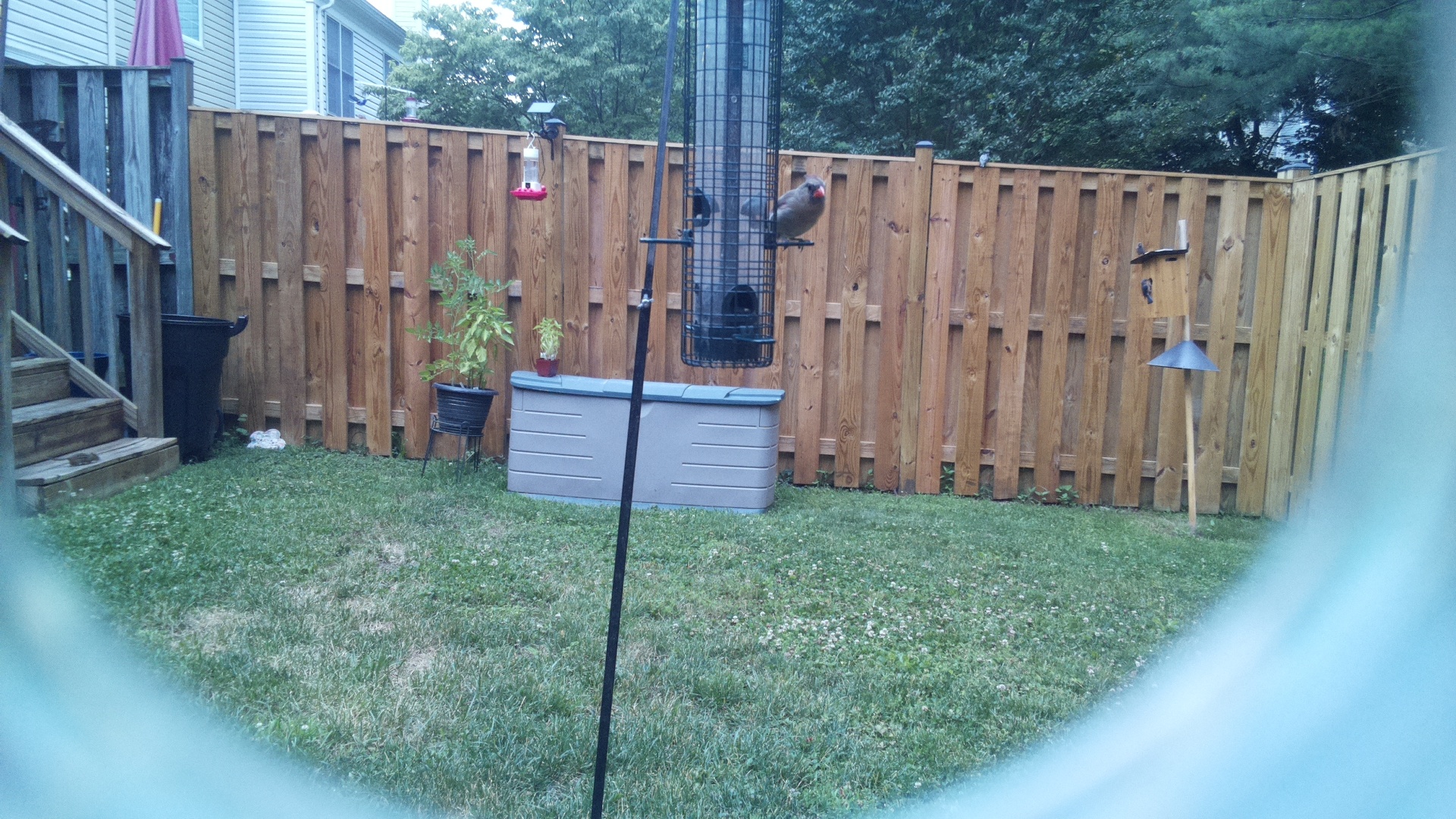 Unknown Bird