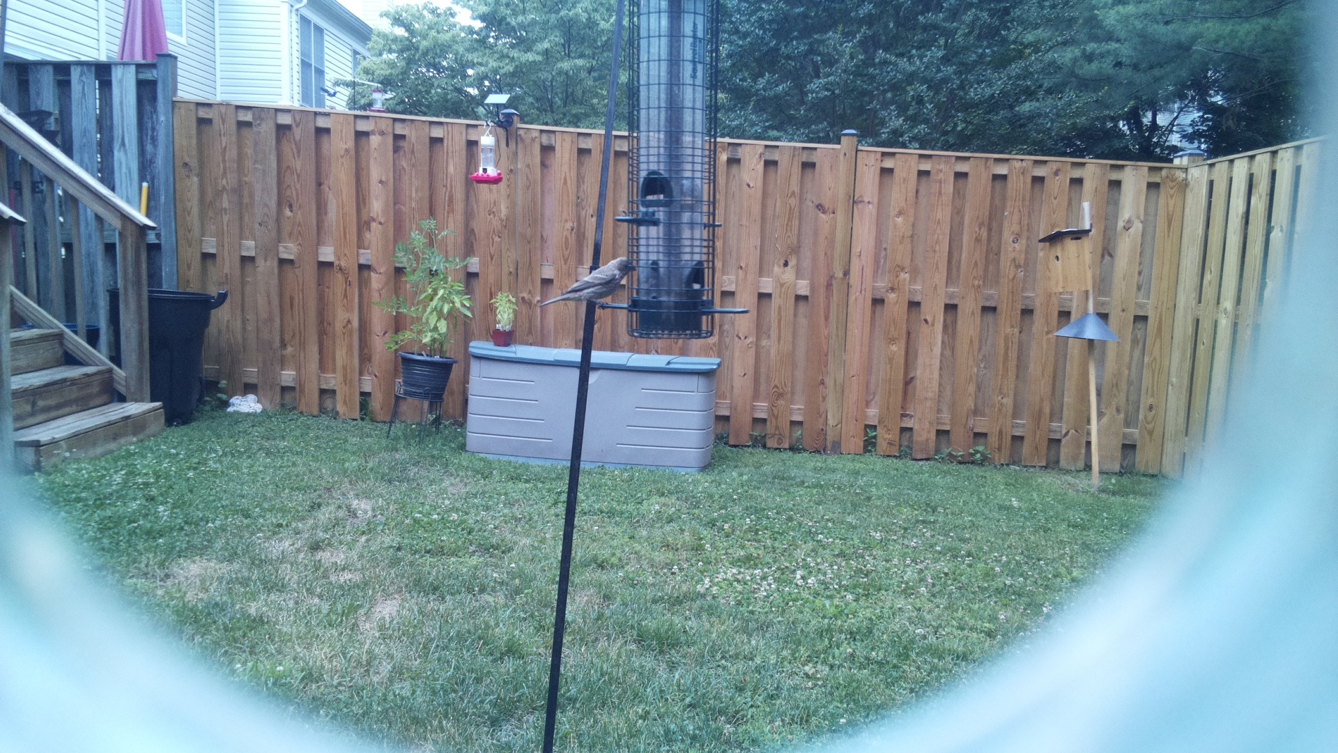 Unknown Bird