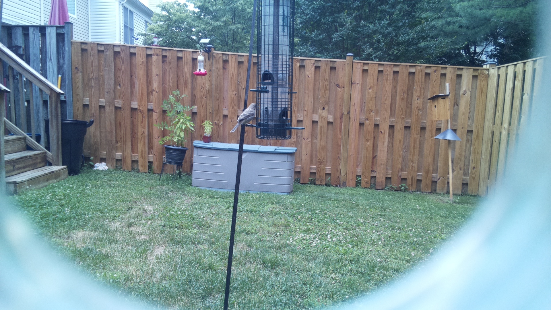 Likely Finch