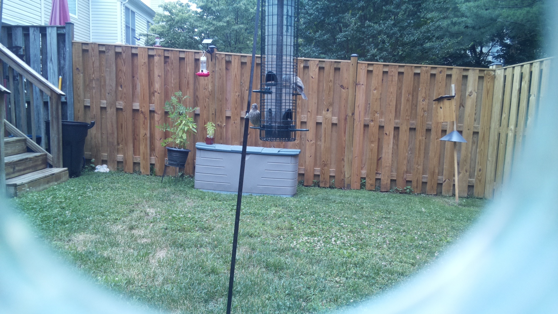 Likely Finch