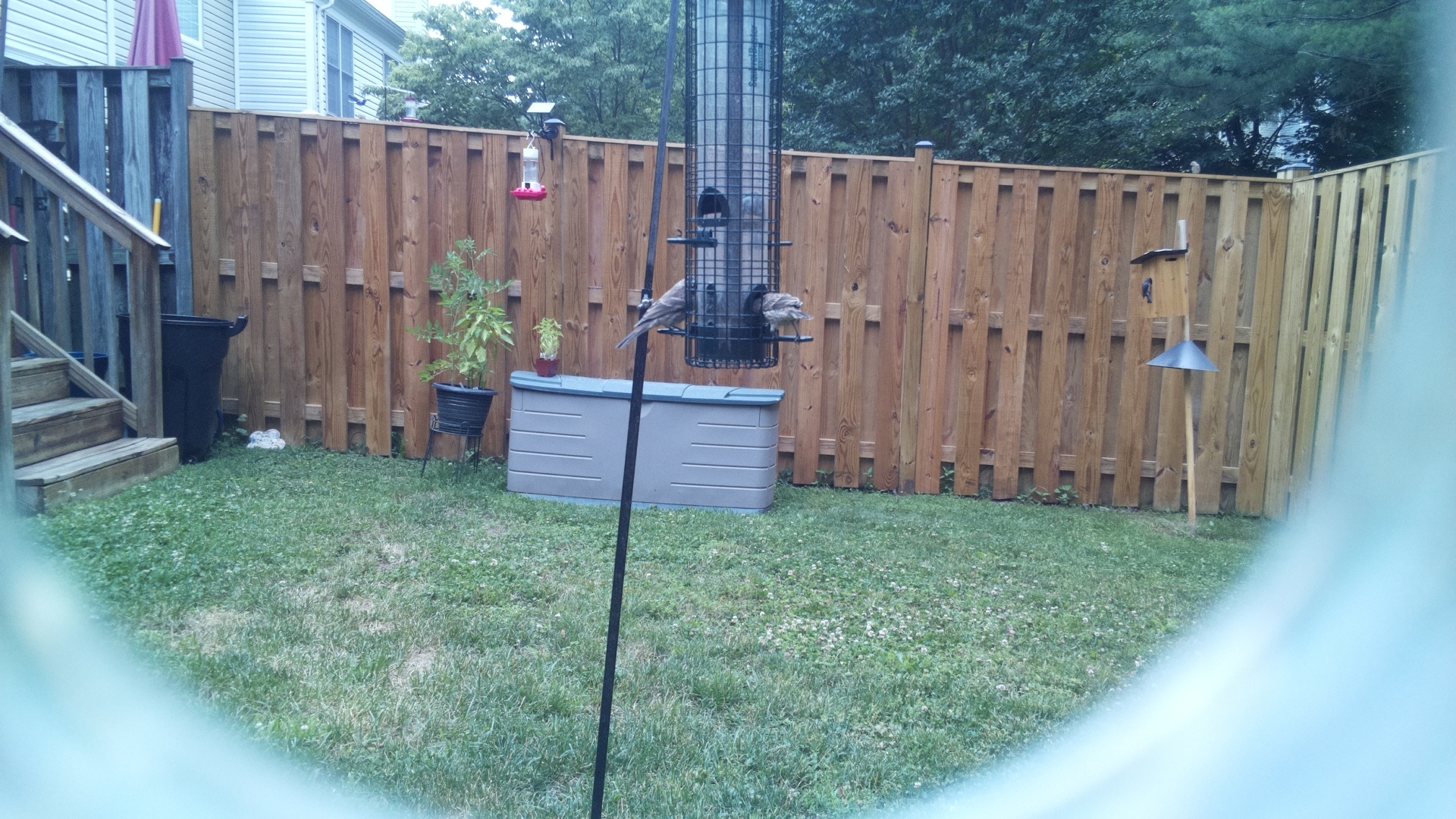 Unknown Bird