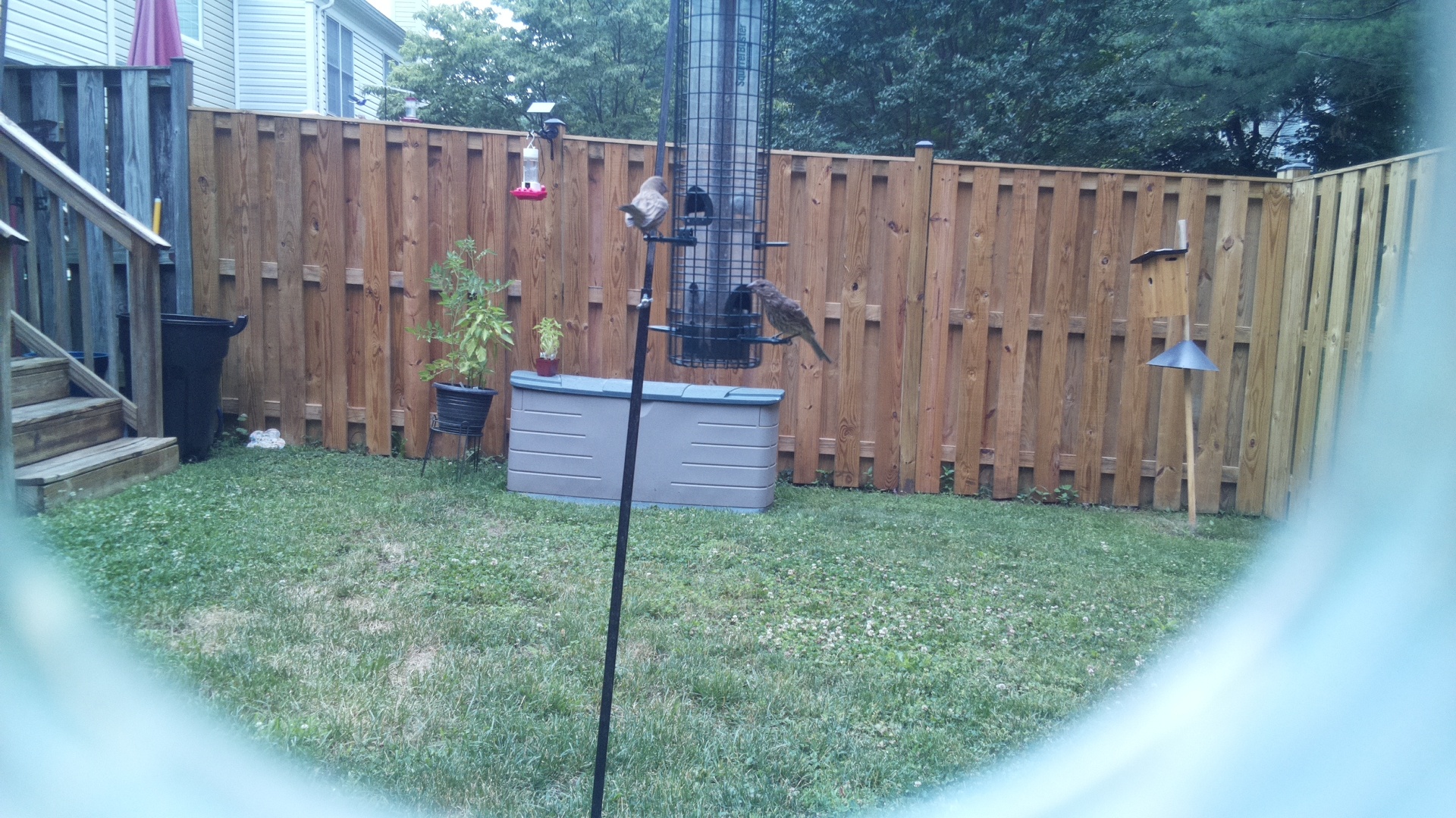 Likely Finch