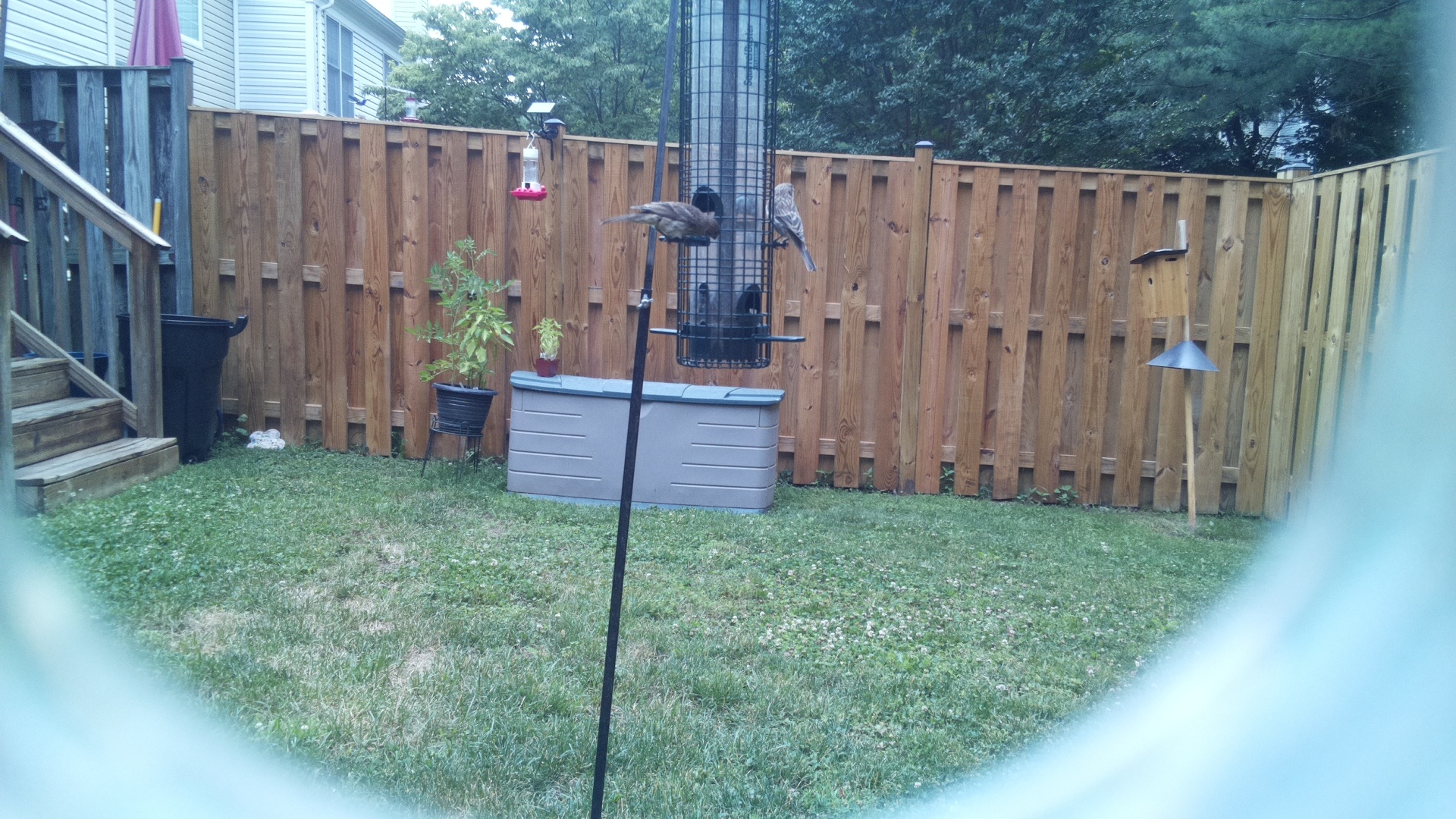 Likely Finch