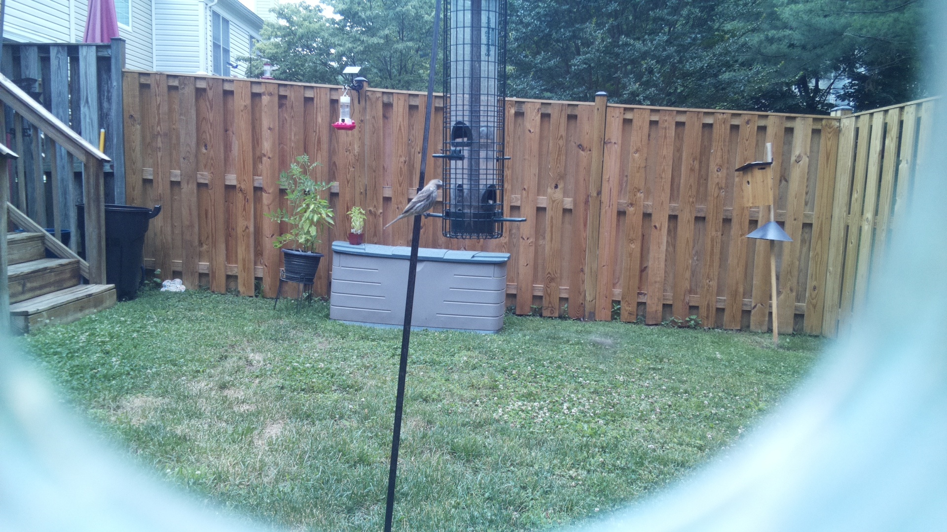 Unknown Bird