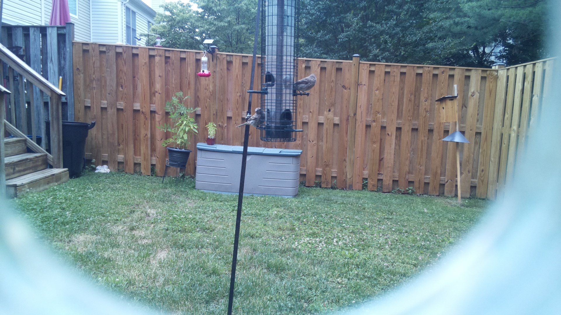 Likely Finch