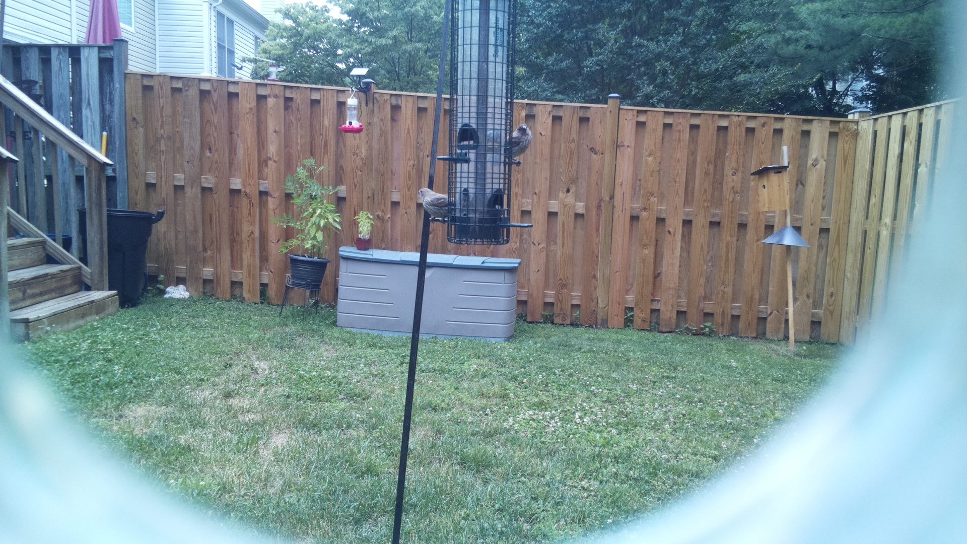 Likely Finch