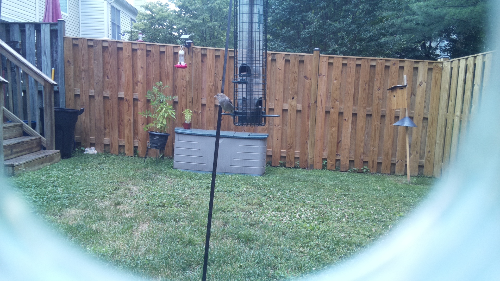 Unknown Bird