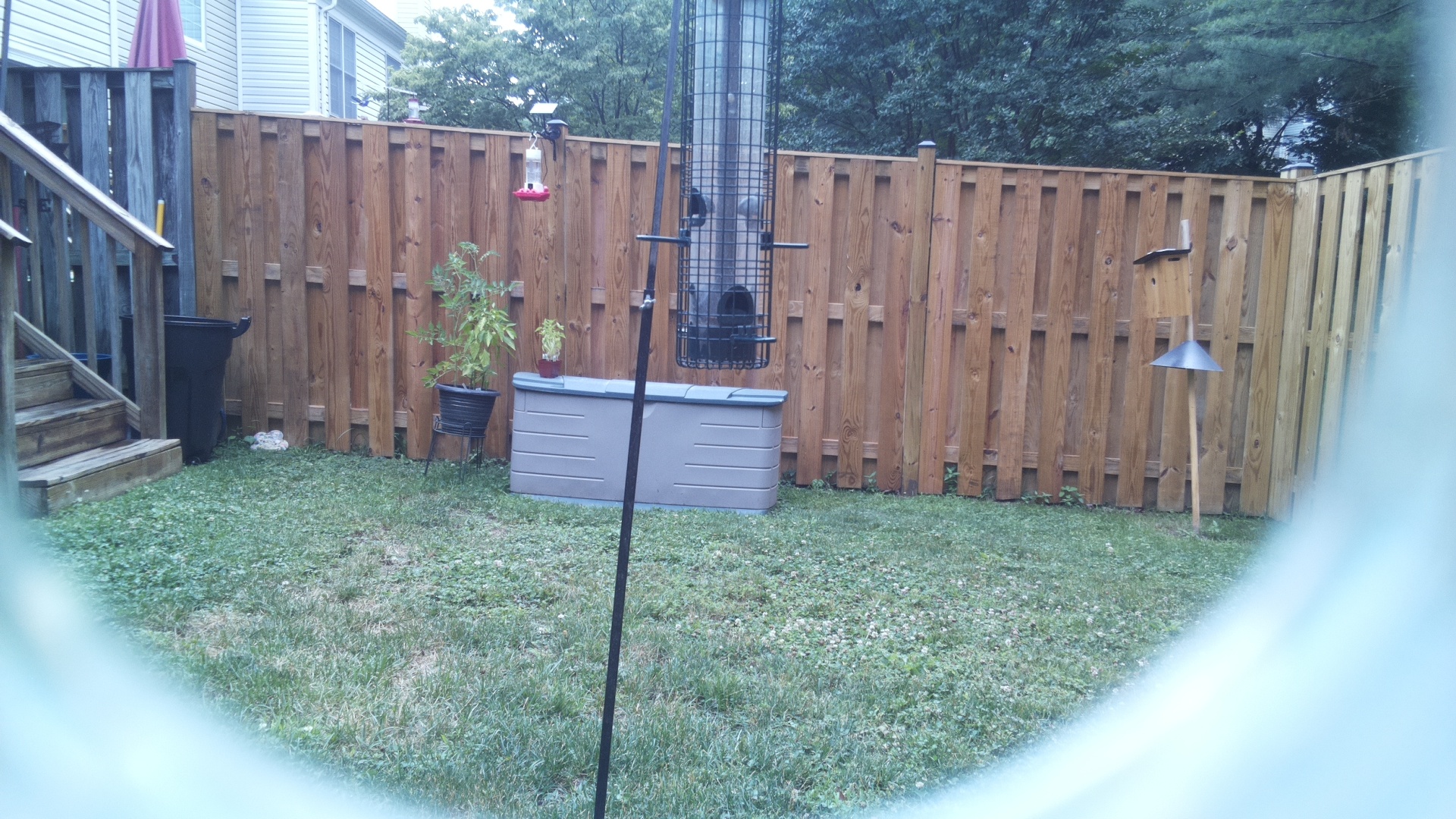 Unknown Bird