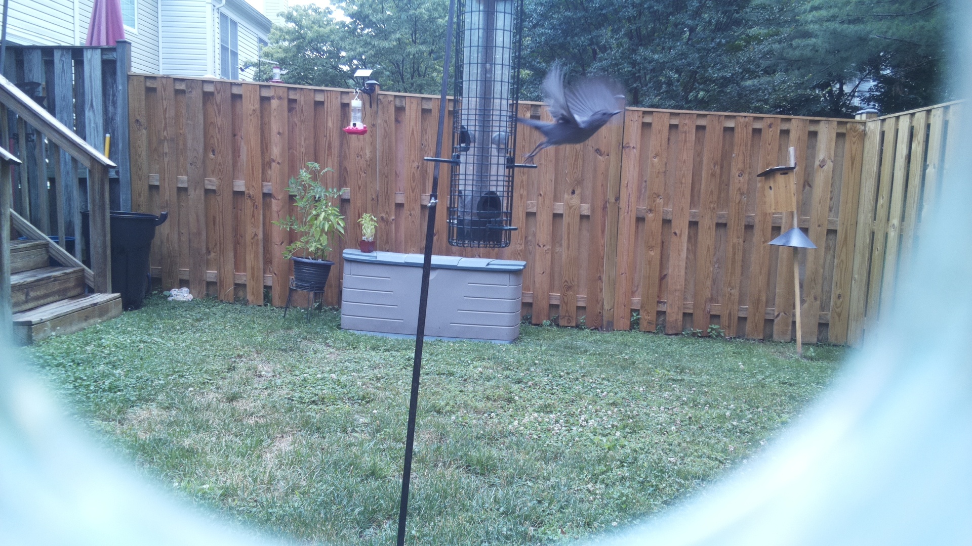 Likely Chickadee/Titmouse