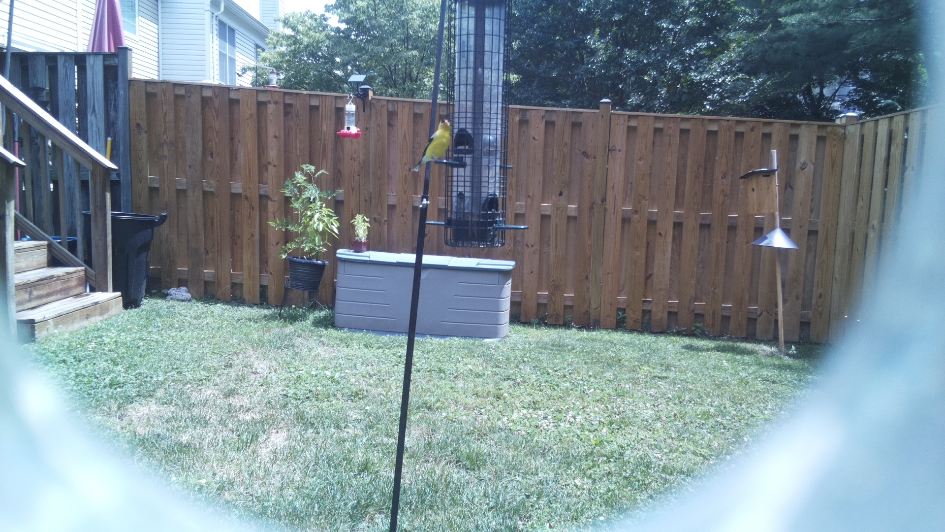 American Goldfinch