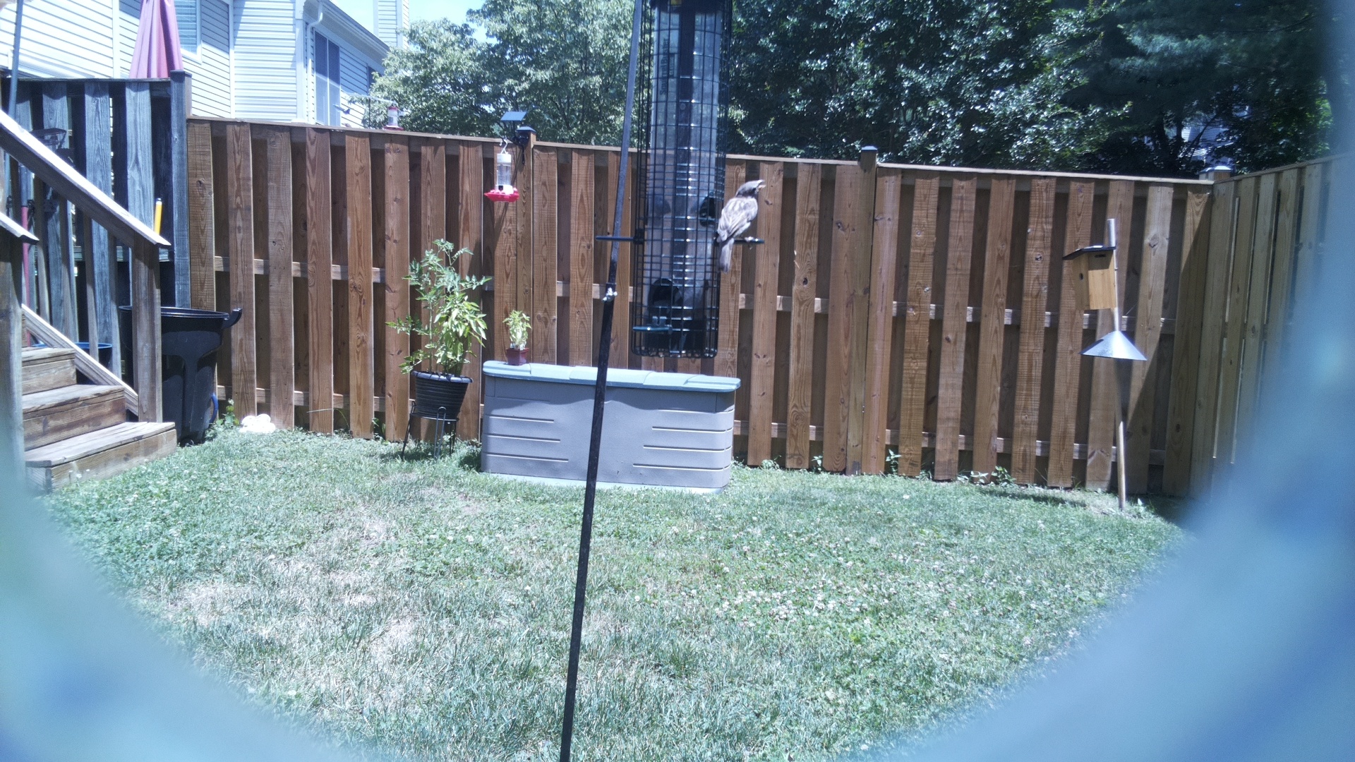Likely Woodpecker