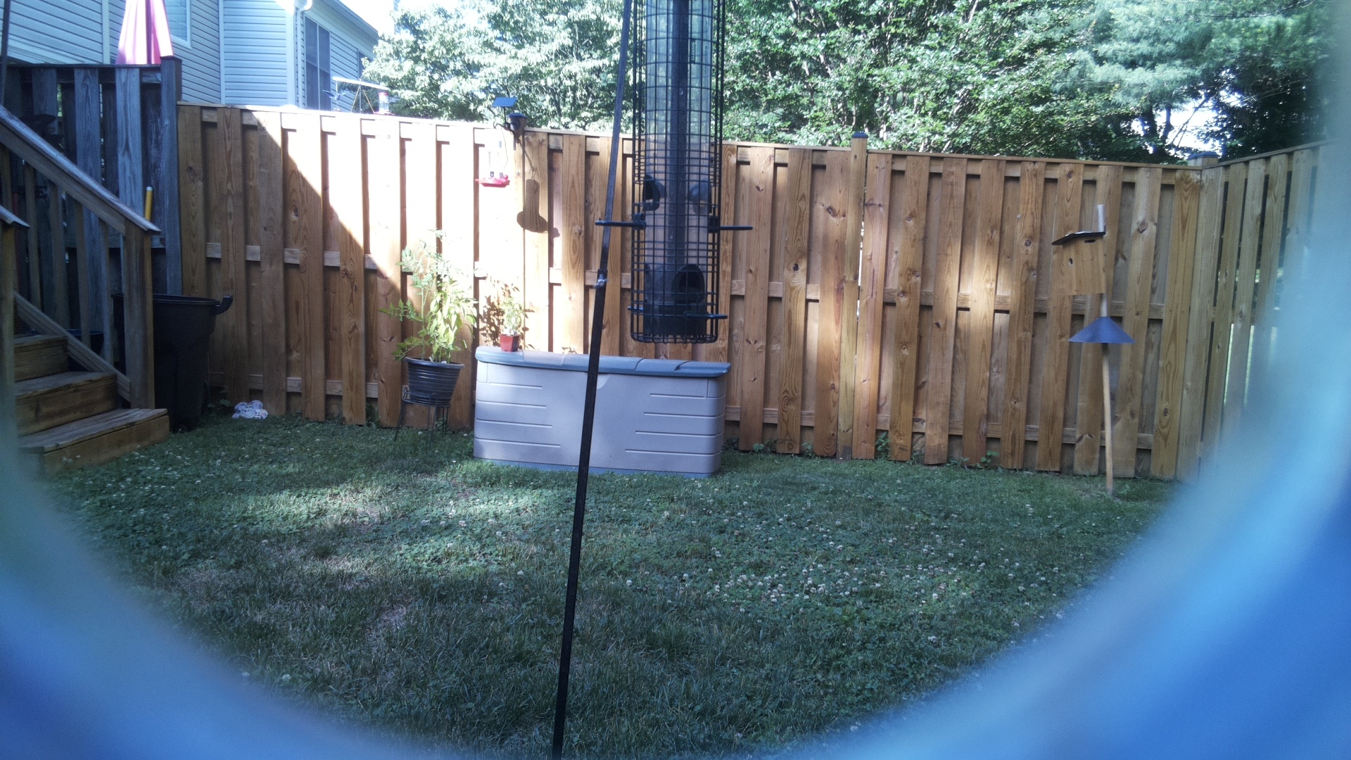 Unknown Bird