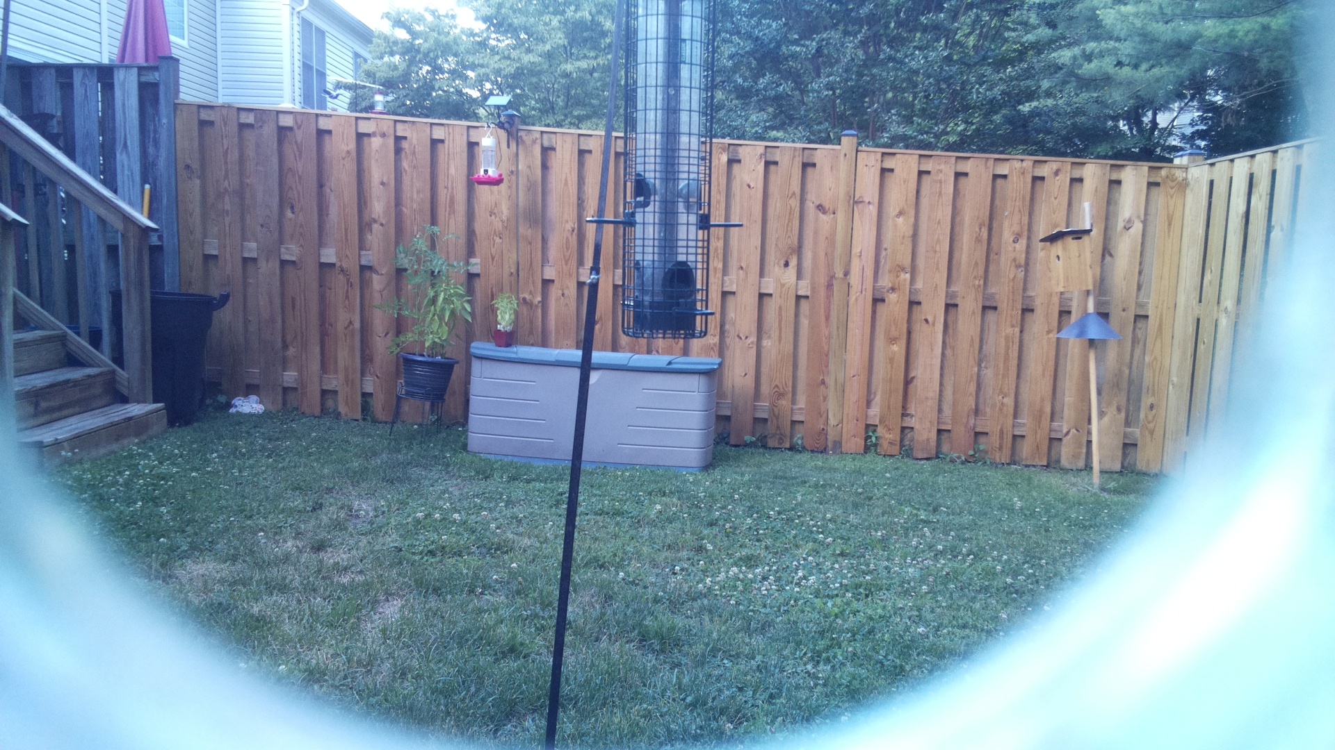 Unknown Bird