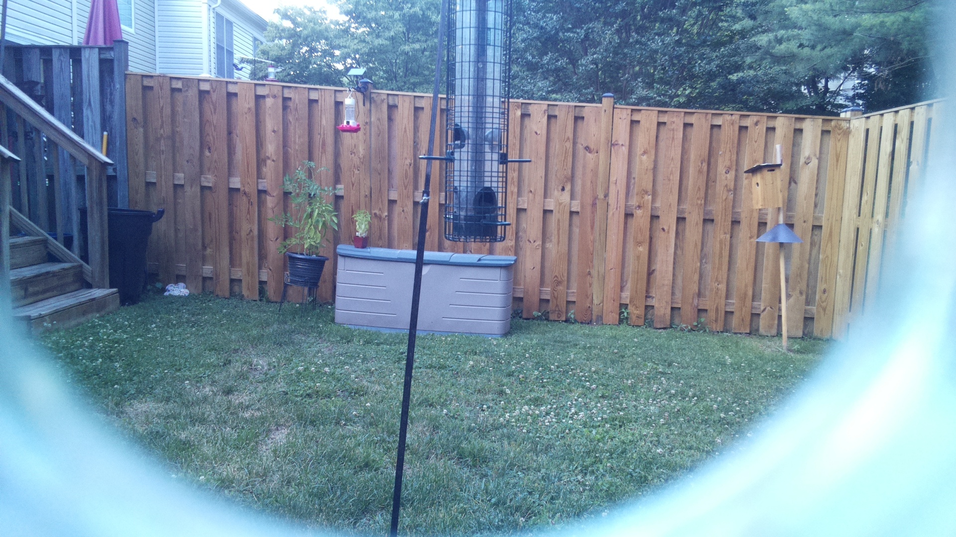 Unknown Bird