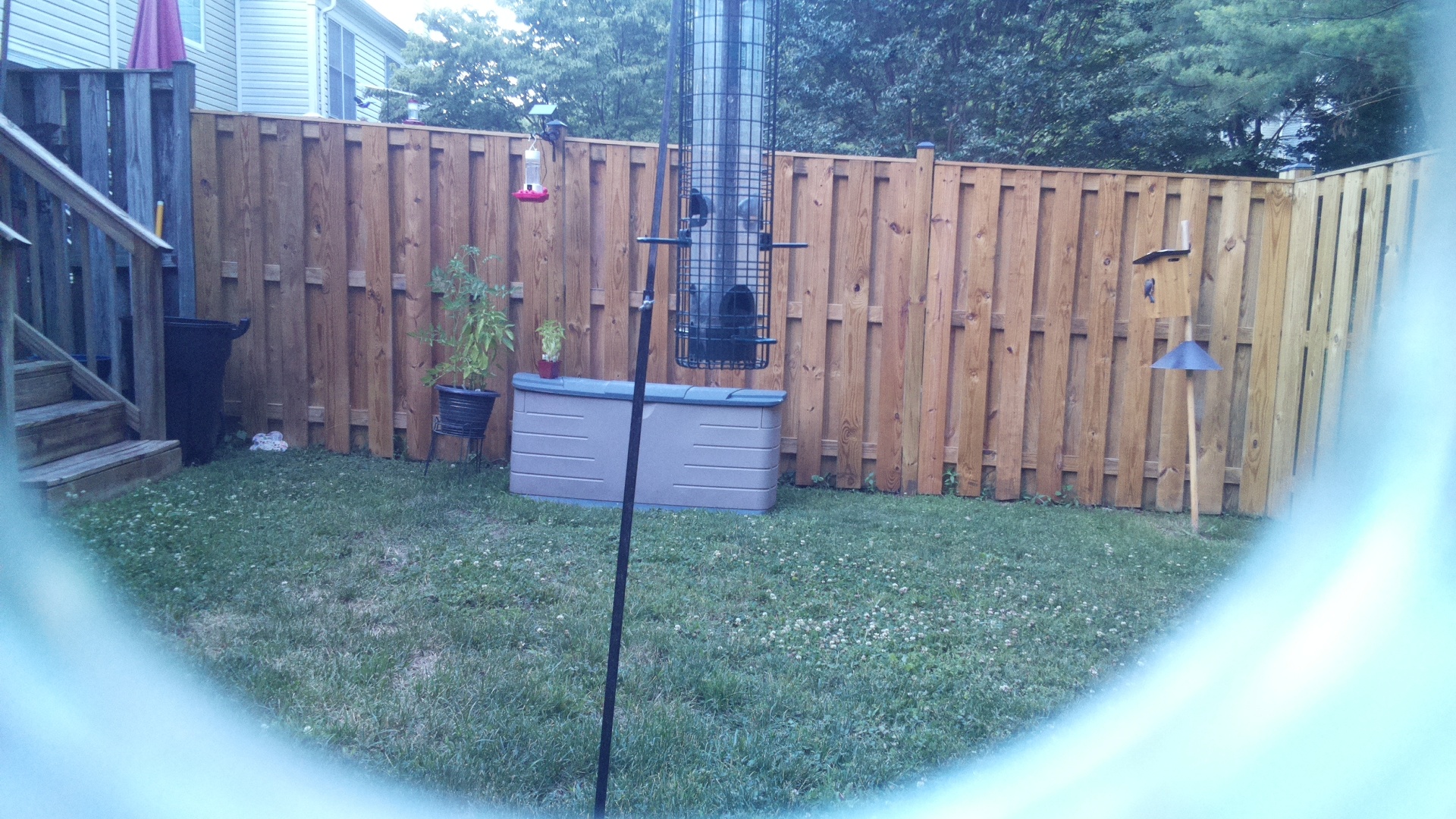 Unknown Bird