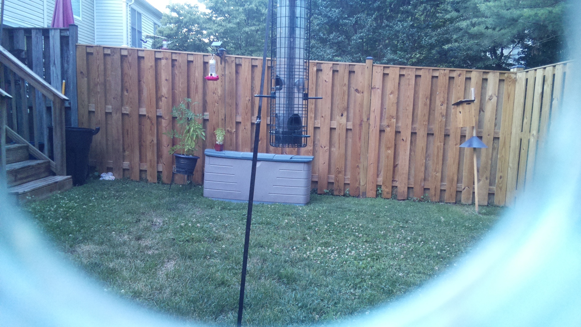 Unknown Bird