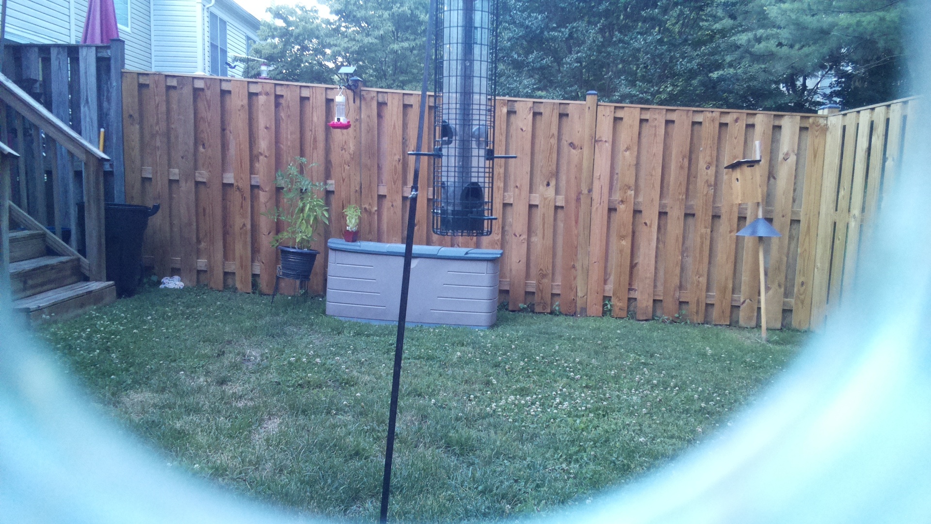 Unknown Bird