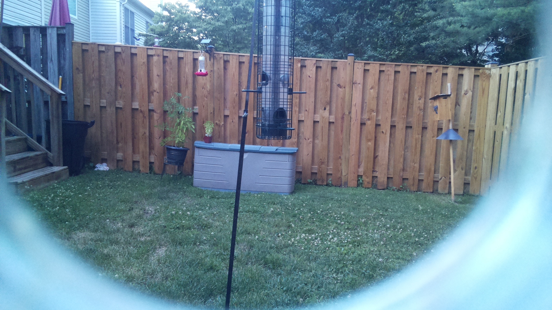 Unknown Bird
