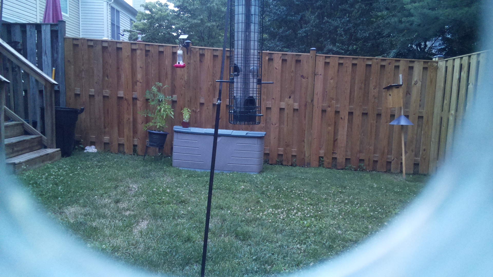 Unknown Bird
