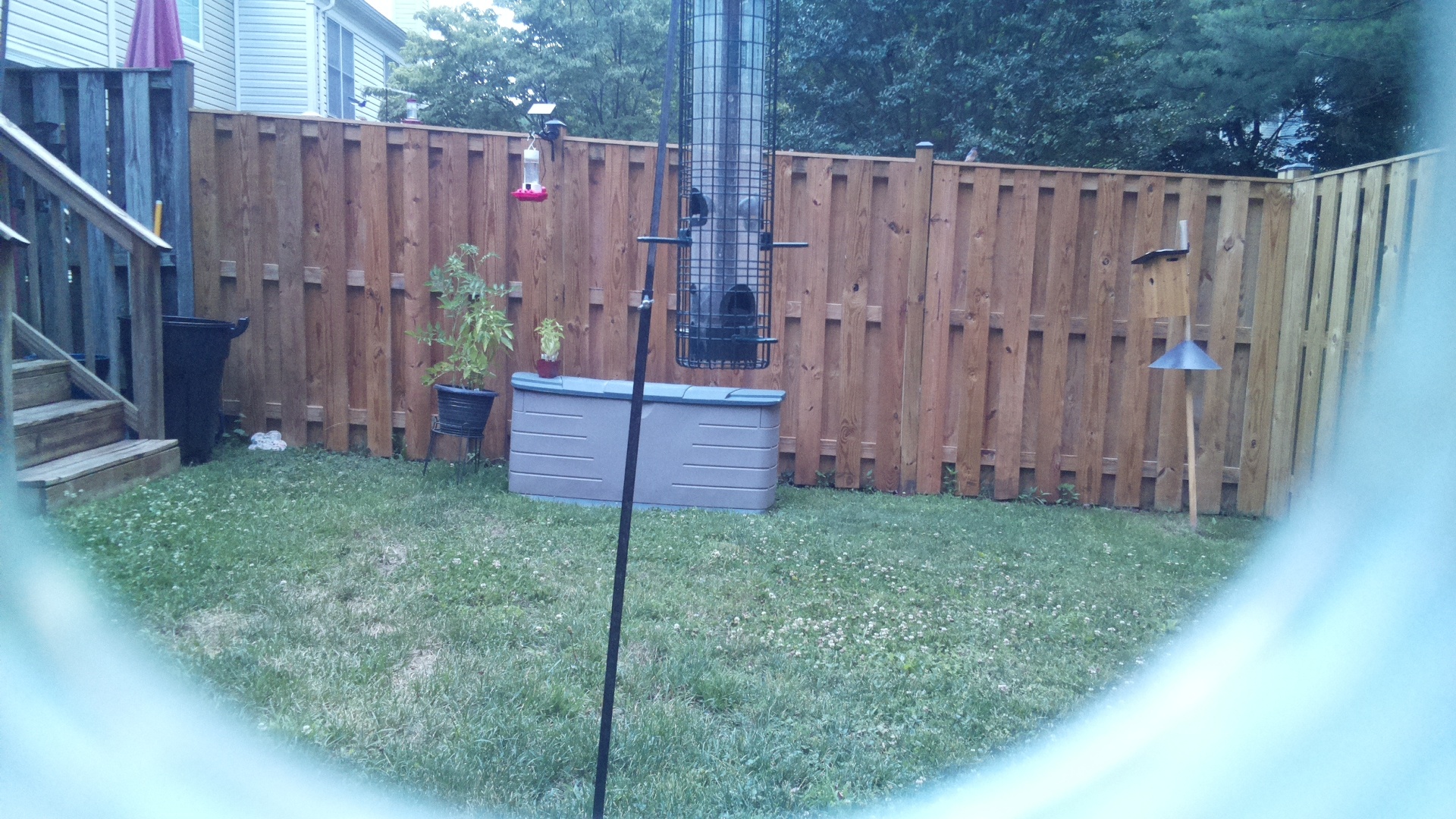 Unknown Bird