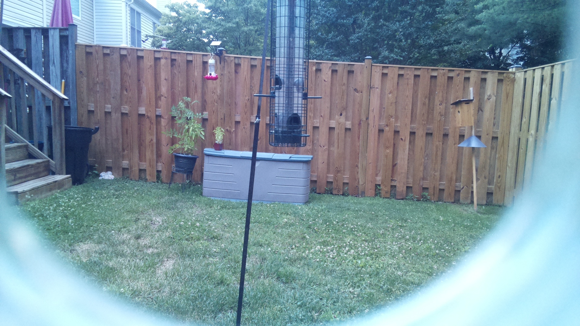 Unknown Bird