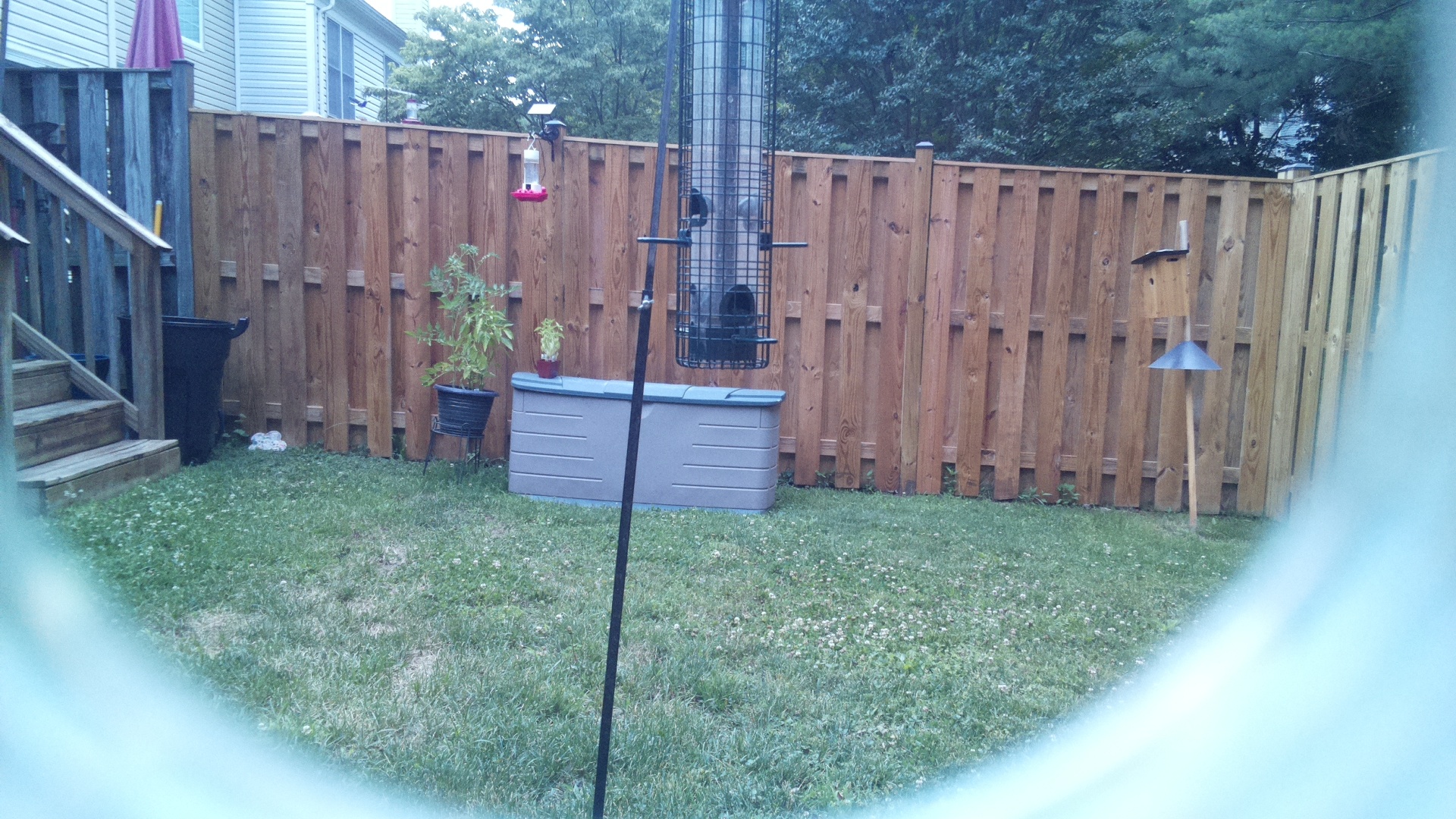 Unknown Bird