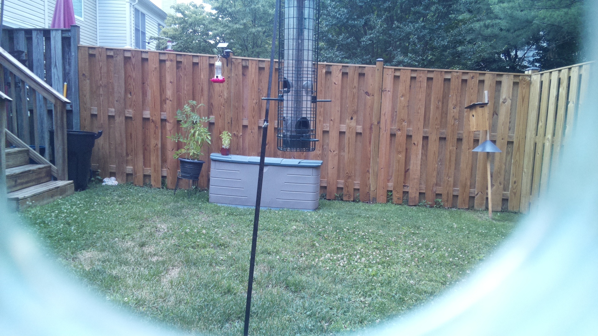 Unknown Bird