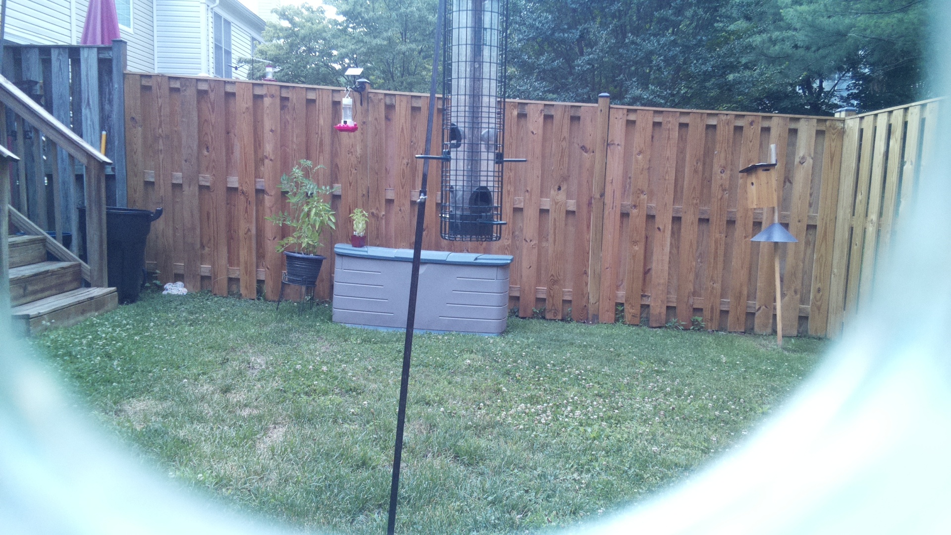 Unknown Bird
