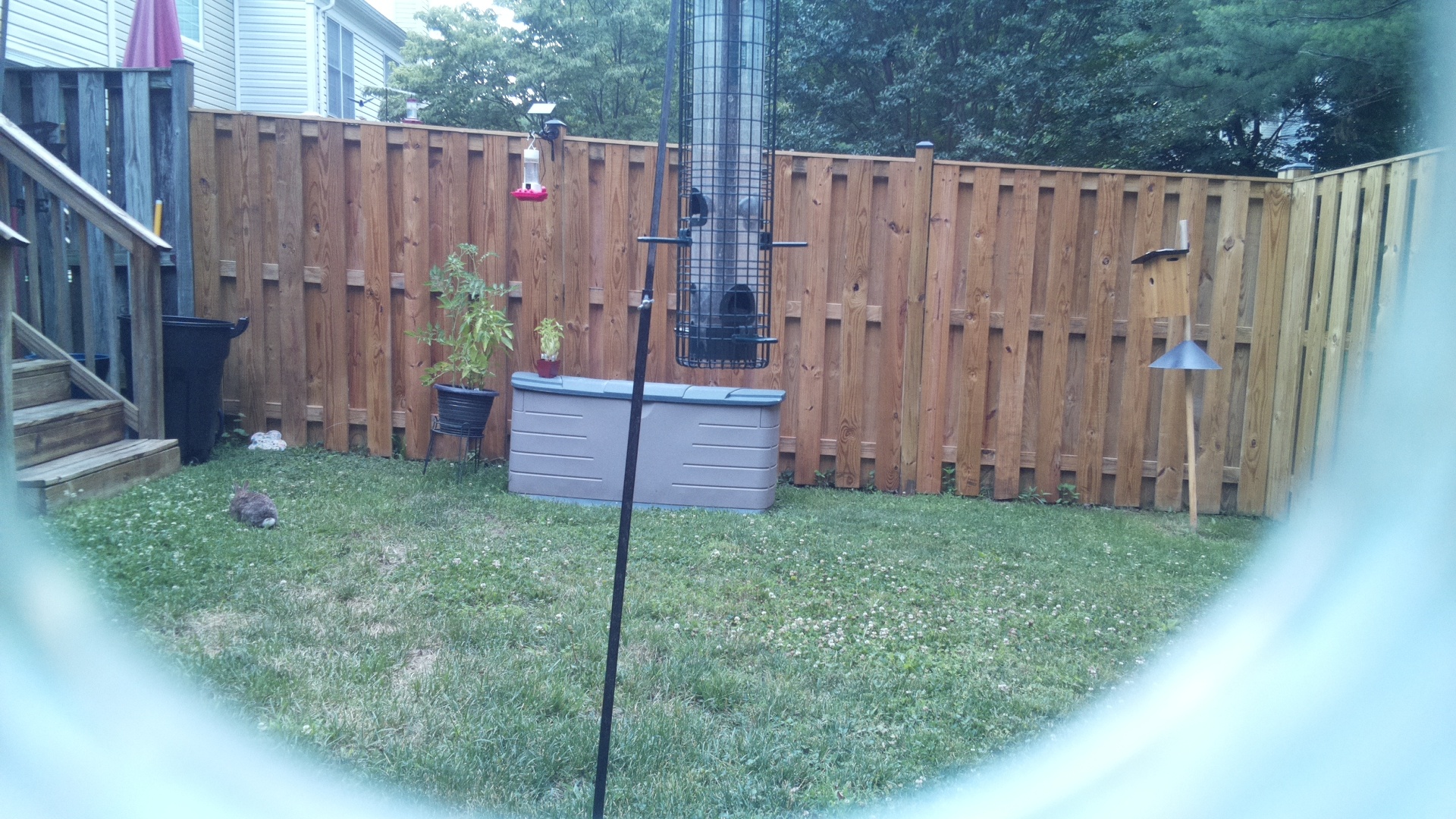 Unknown Bird