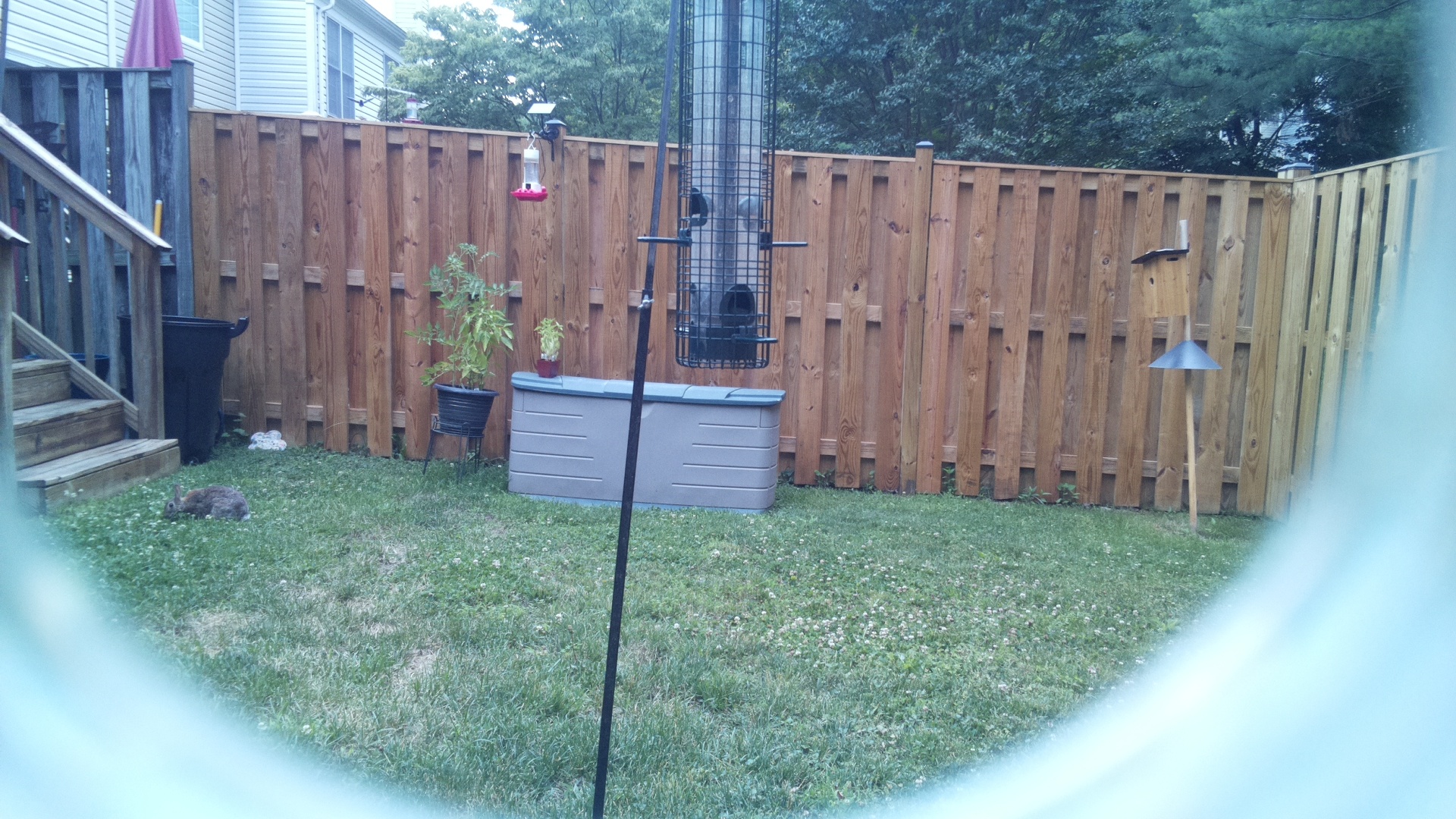 Unknown Bird