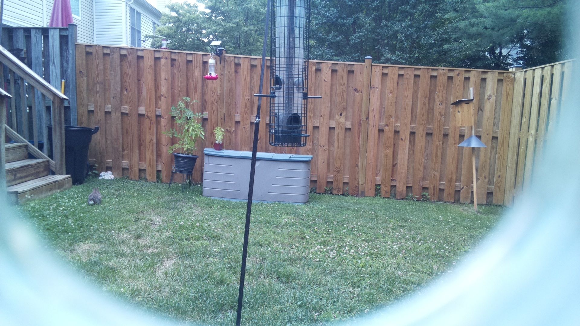Unknown Bird