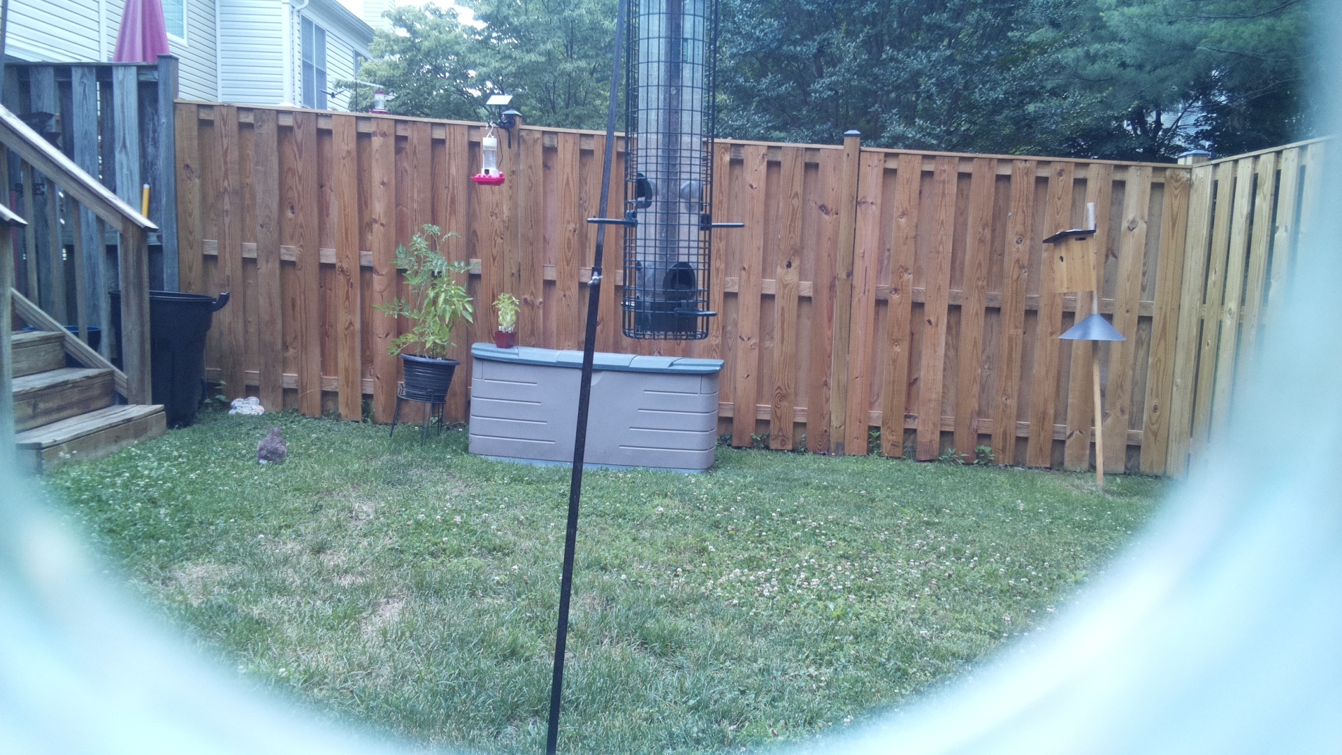 Unknown Bird