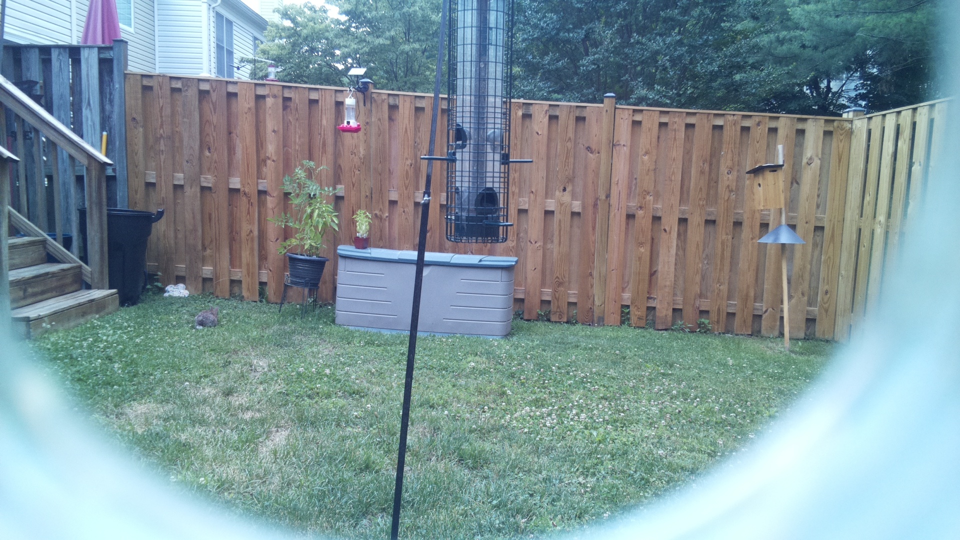 Unknown Bird