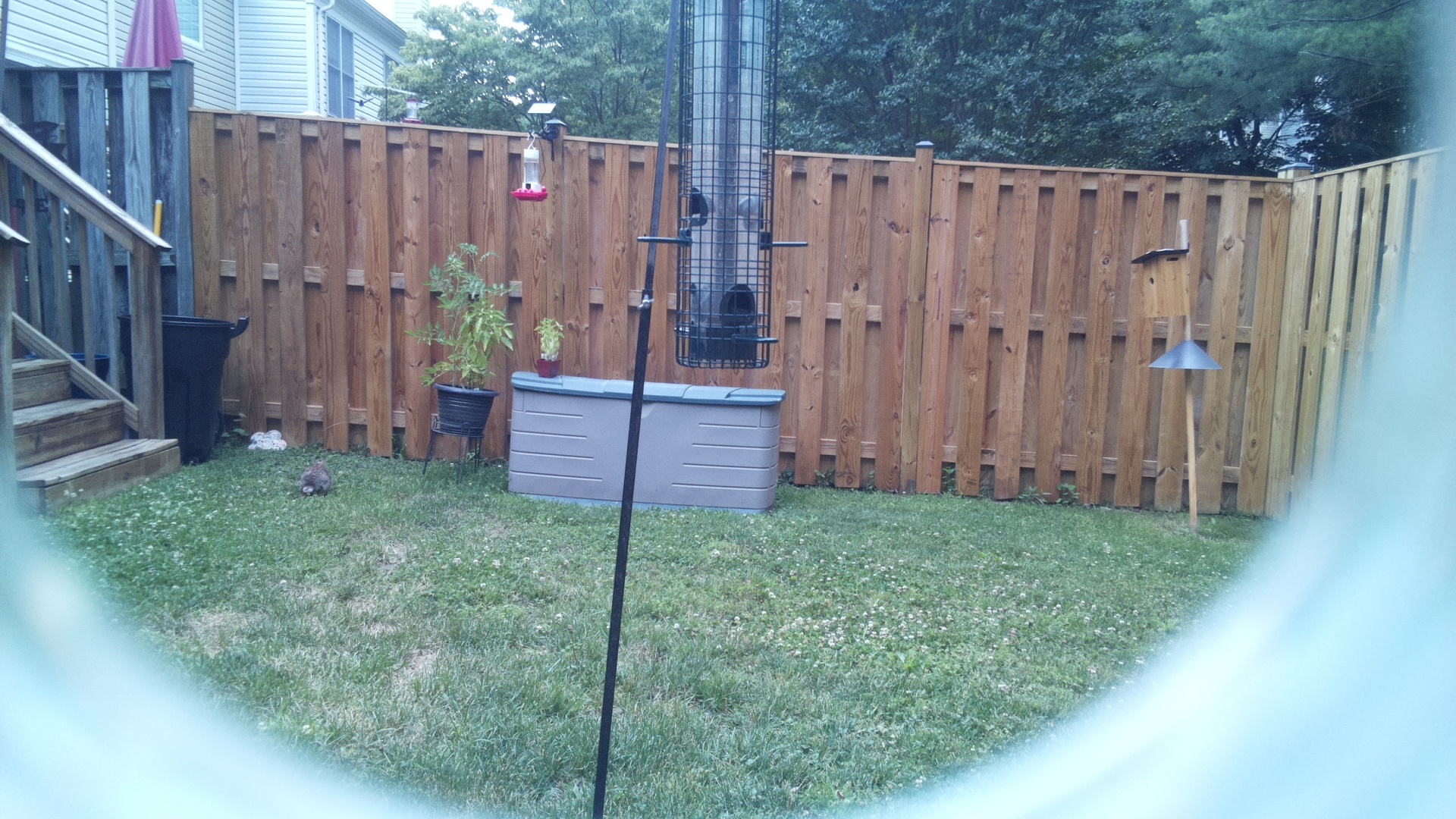 Unknown Bird