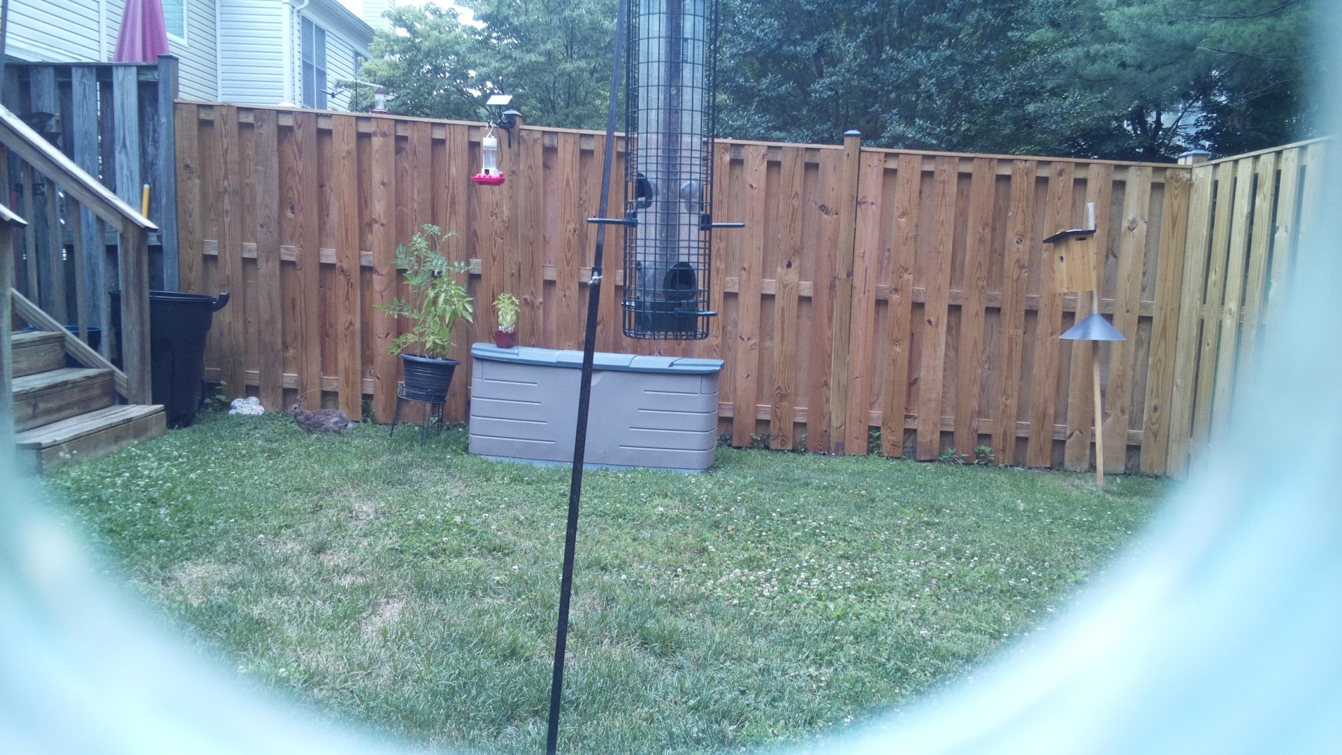 Unknown Bird