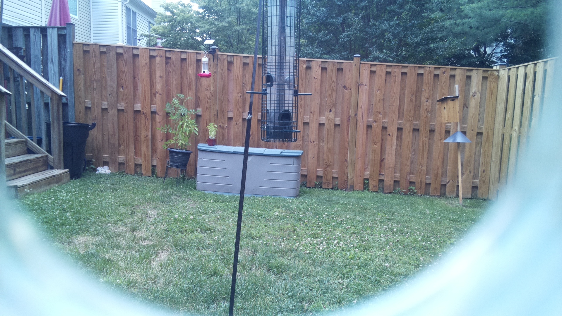 Unknown Bird