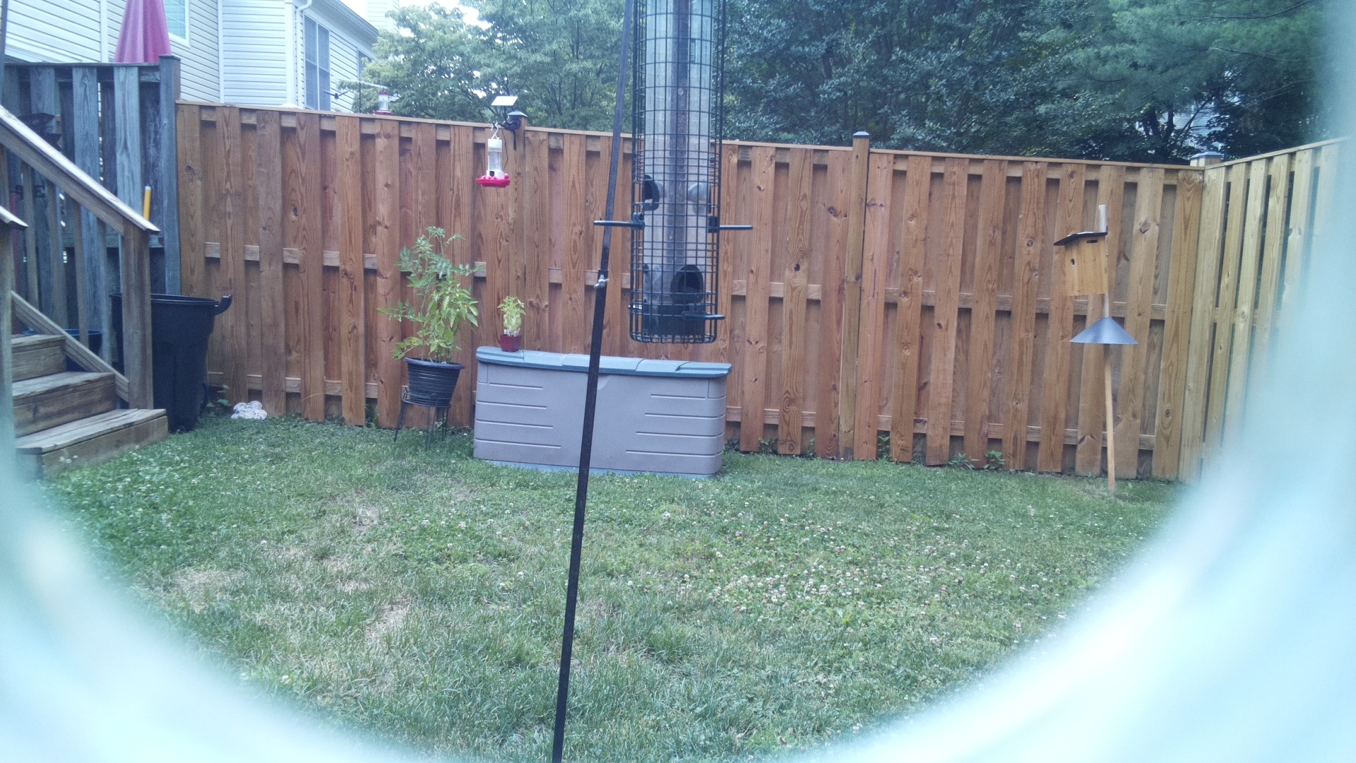 Unknown Bird