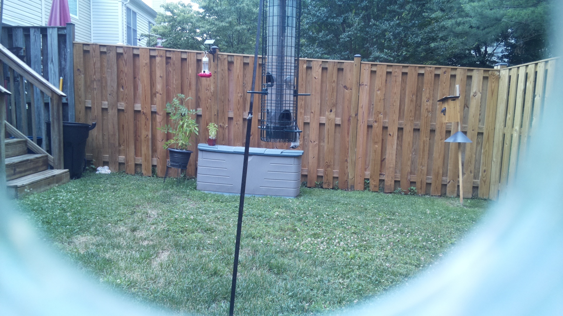 Likely Blackbird/Grackle