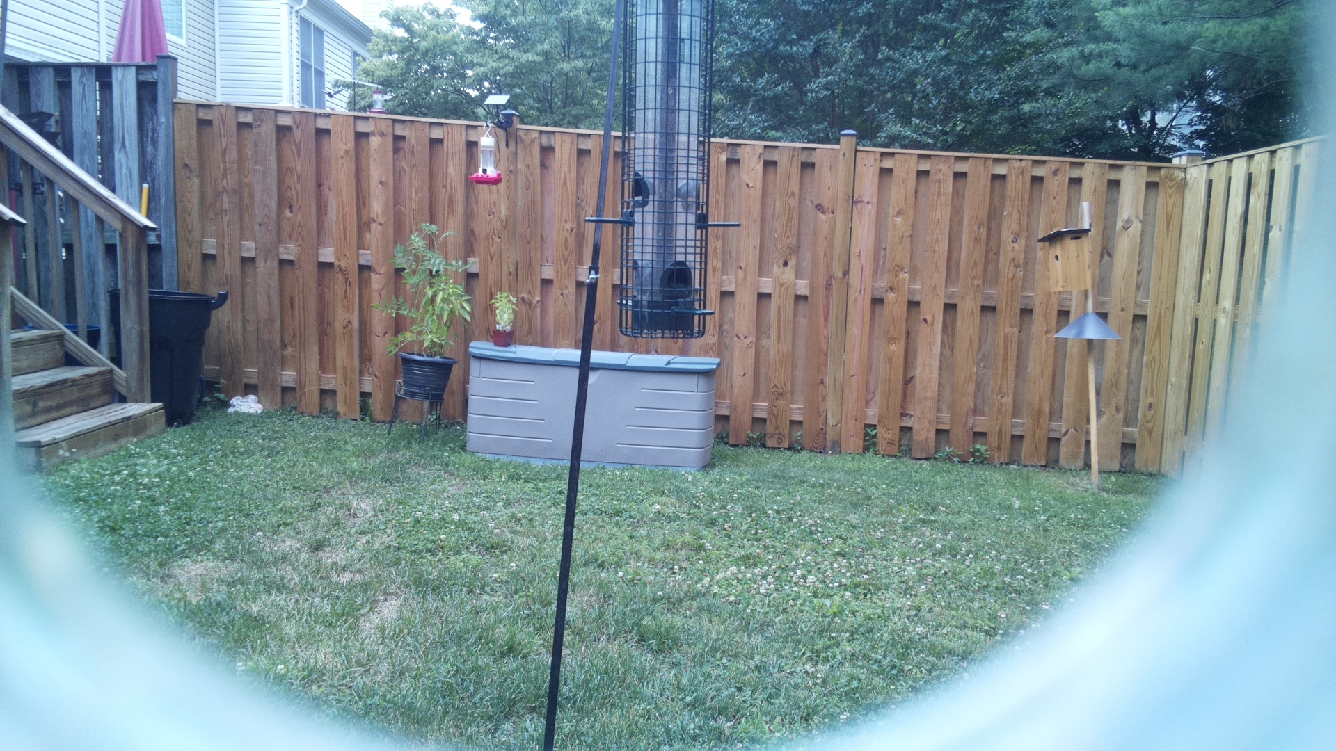 Unknown Bird