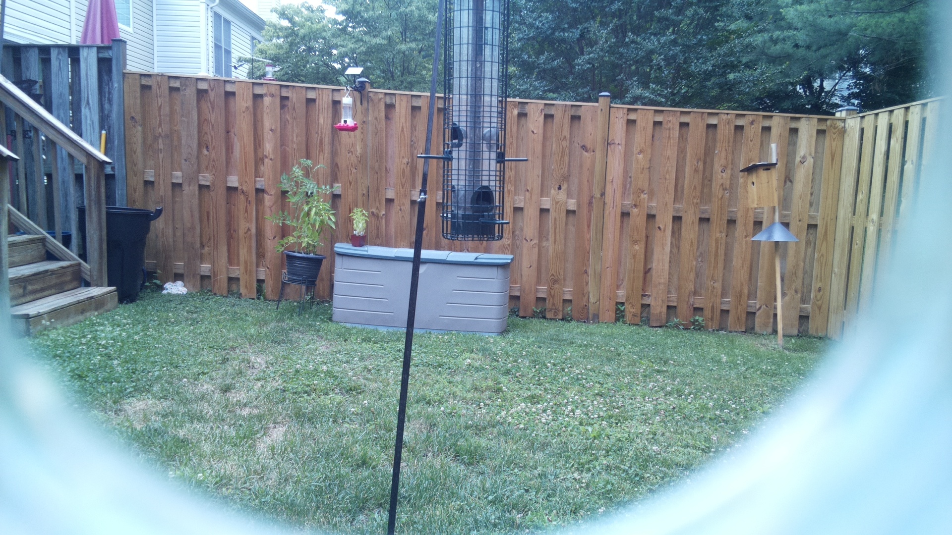 Unknown Bird