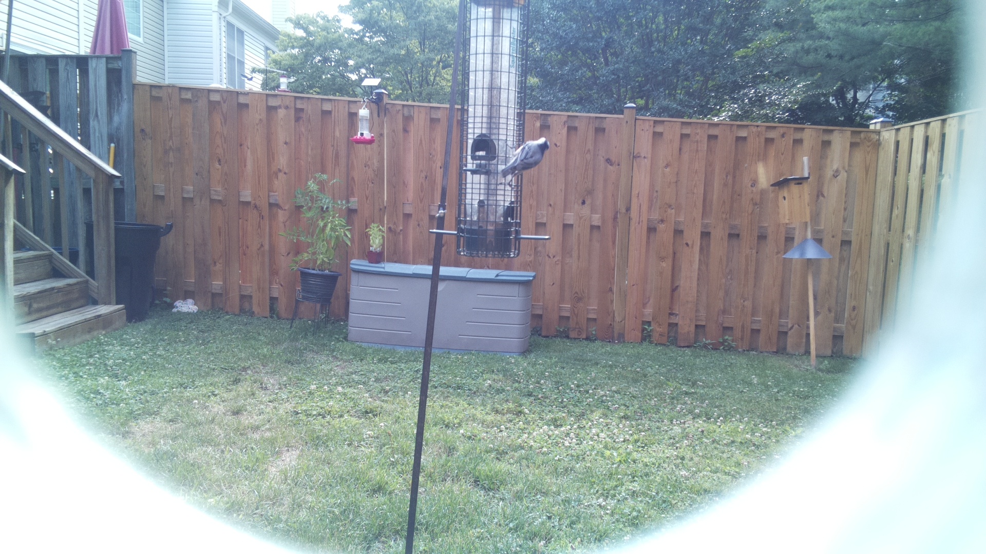 Unknown Bird