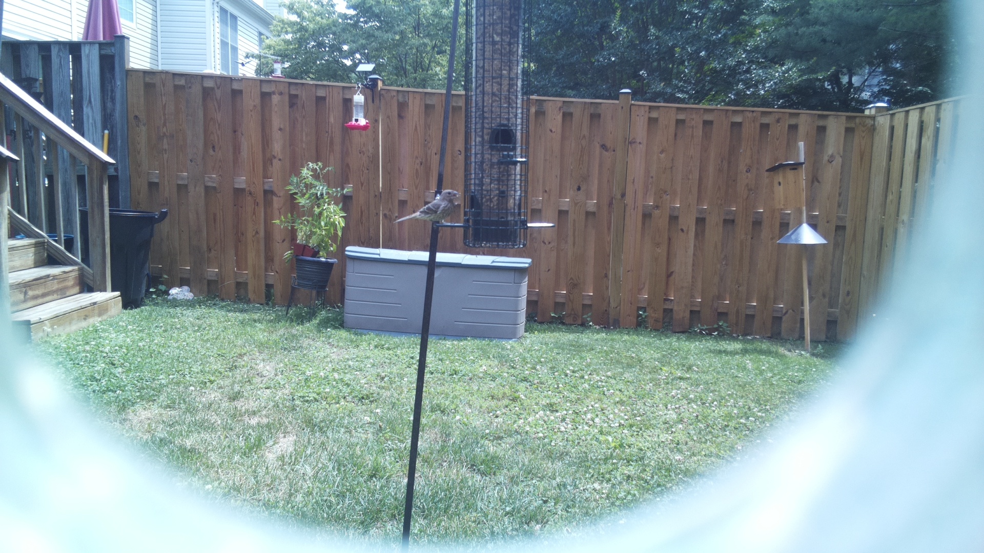 Likely Finch