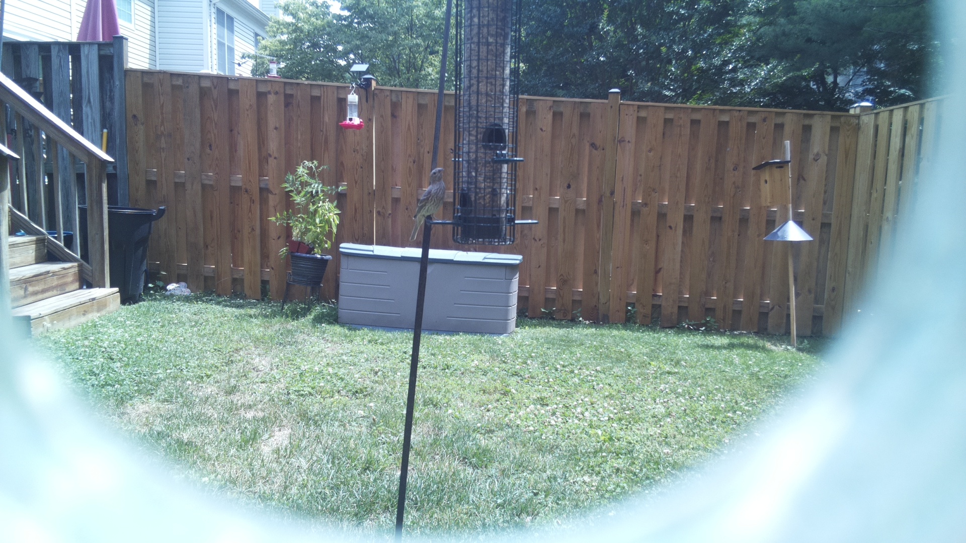 Purple Finch