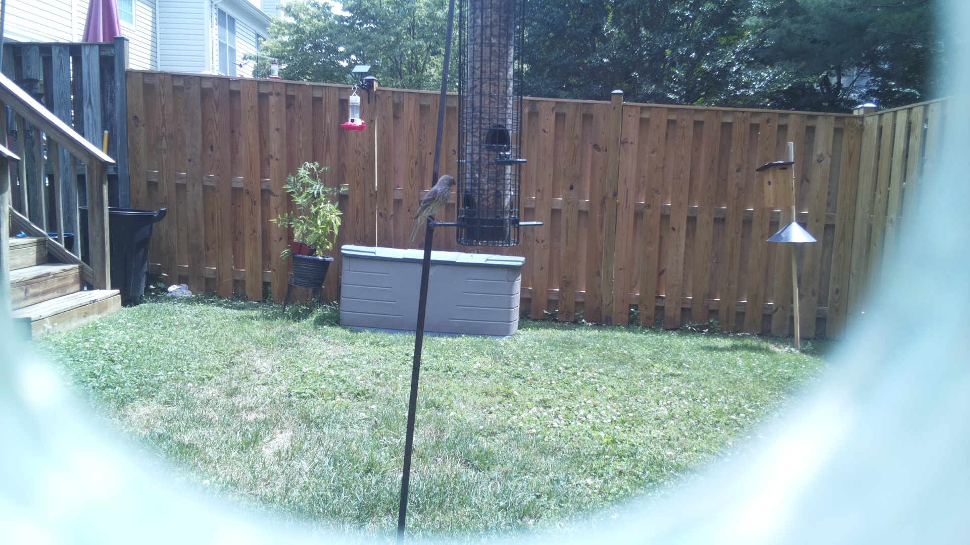 Likely Finch