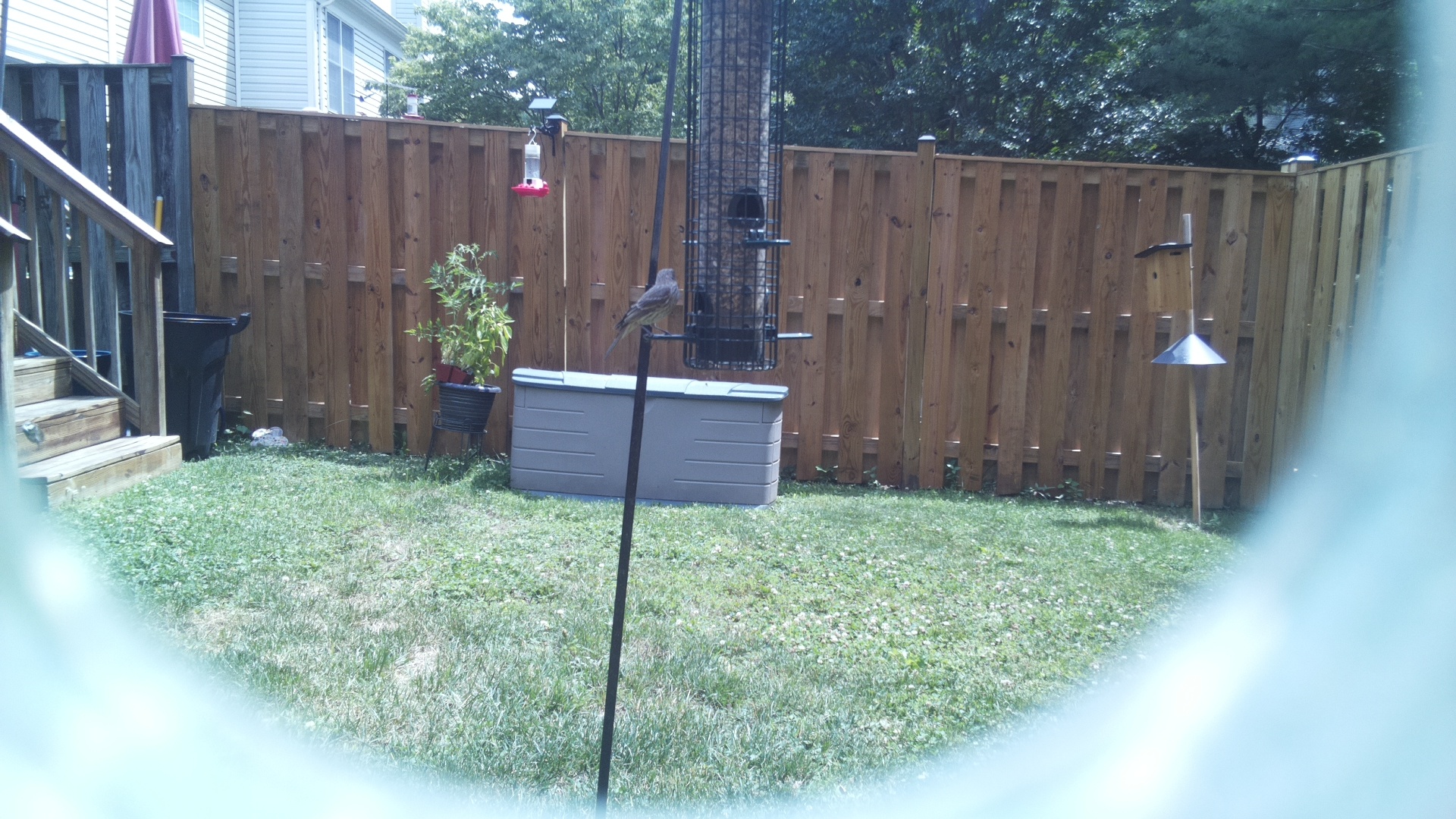 Likely Finch